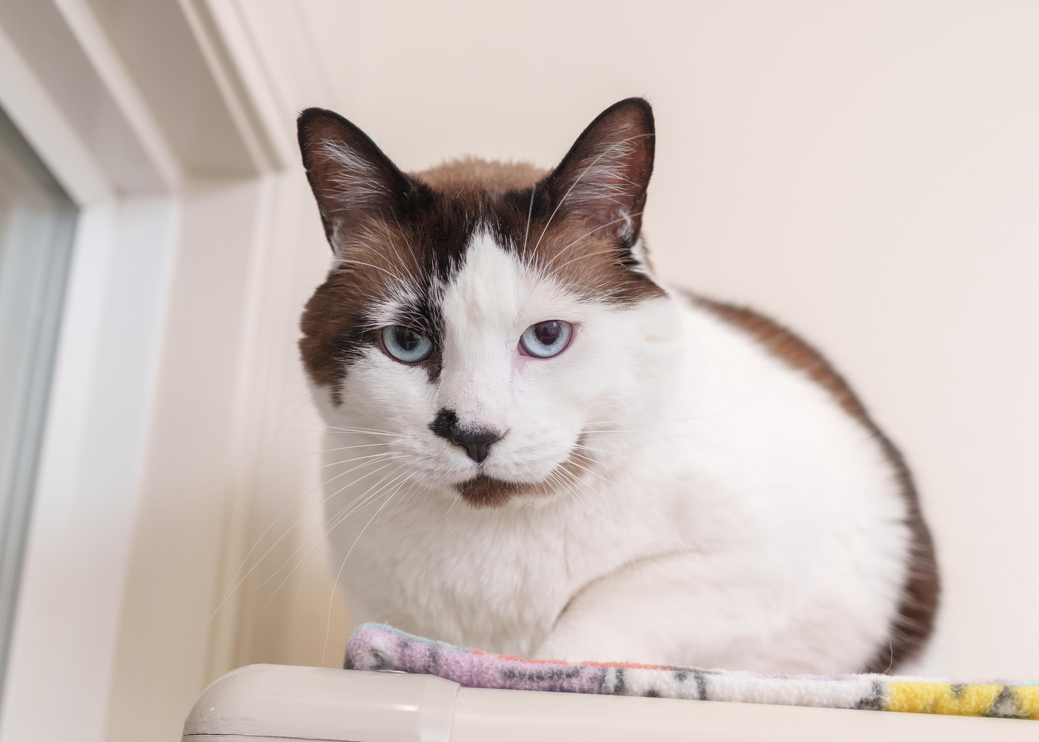 Enlarge Cola, a ADOPTABLE Snowshoe in Boise, ID image 3/3