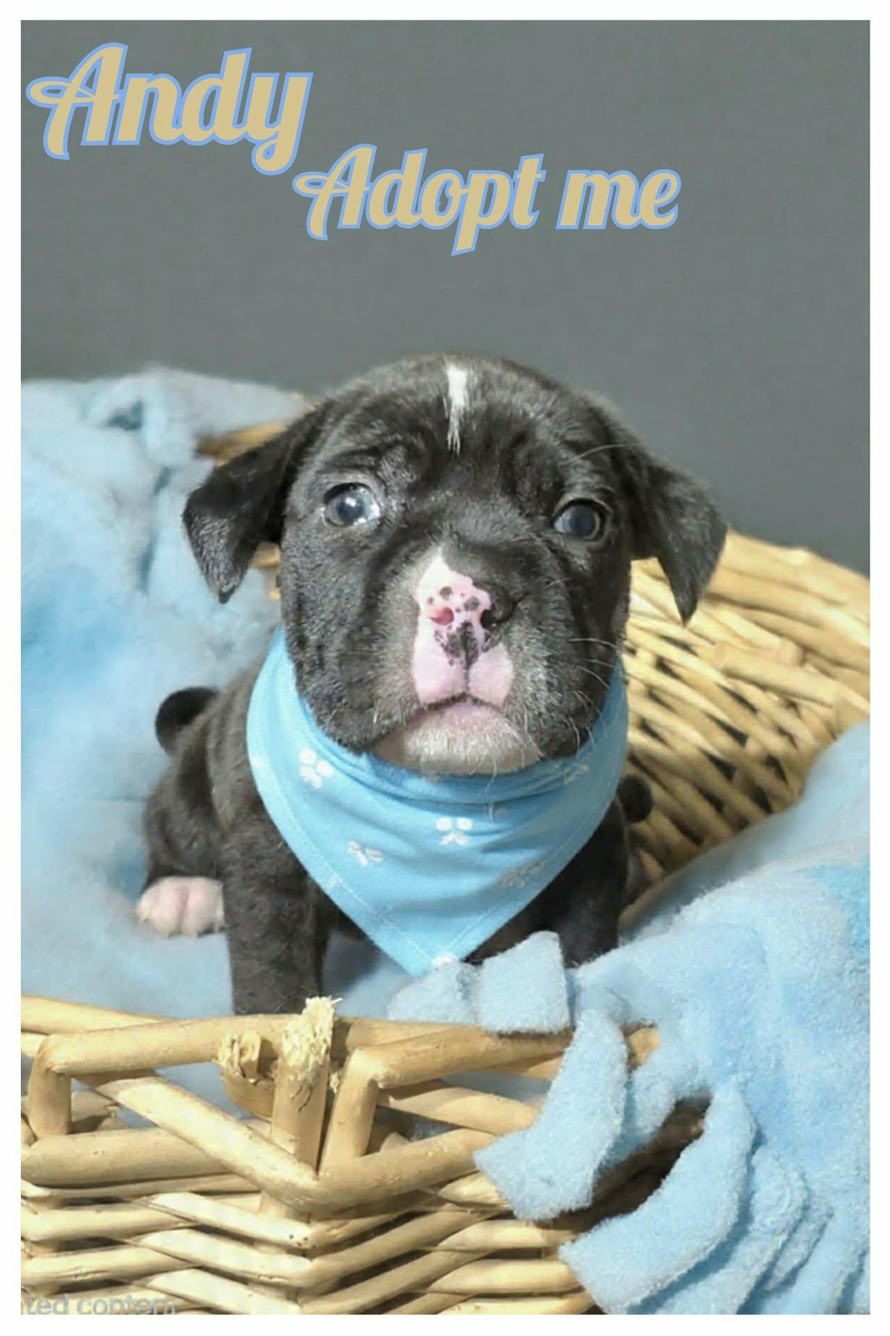 Andy, ADOPTABLE, Puppy Male American Staffordshire Terrier & Pit Bull Terrier.