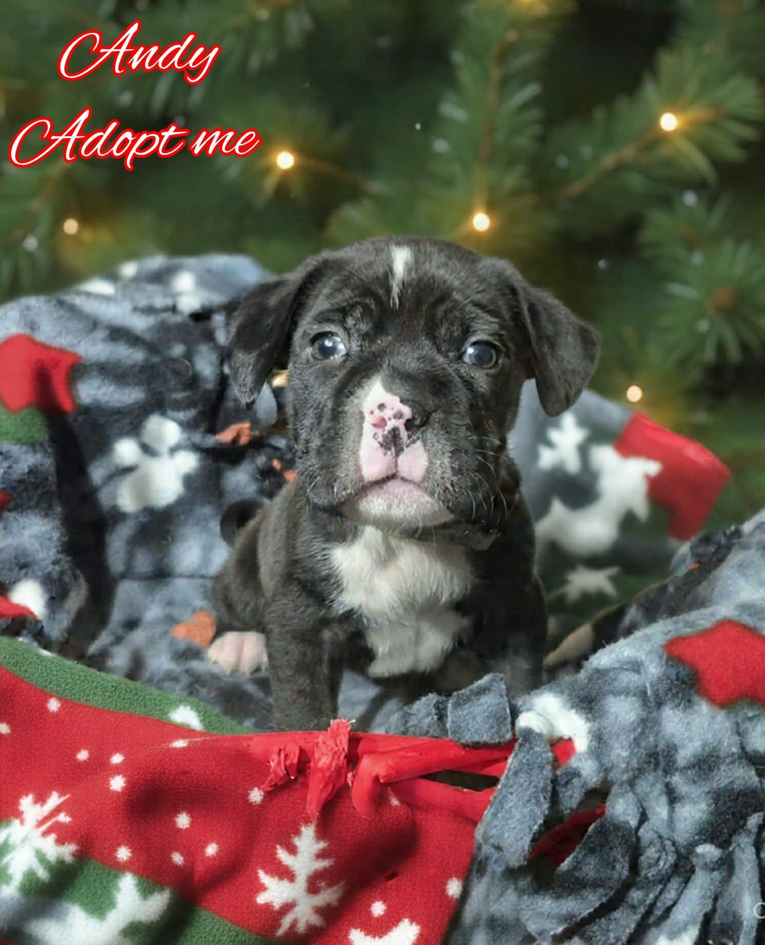 Enlarge Andy, a ADOPTABLE mixed breed in Grove, OK image 3/5