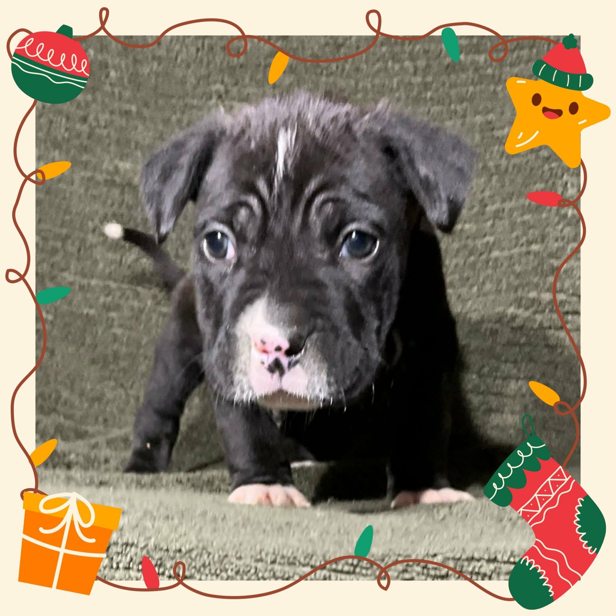 Enlarge Andy, a ADOPTABLE mixed breed in Grove, OK image 4/5