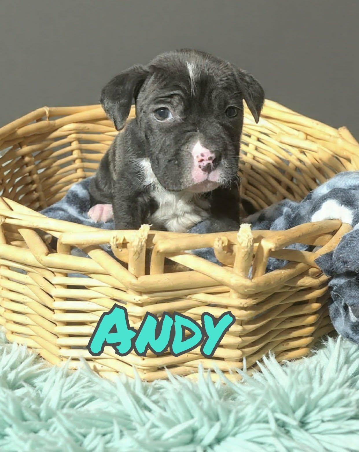 Enlarge Andy, a ADOPTABLE mixed breed in Grove, OK image 5/5