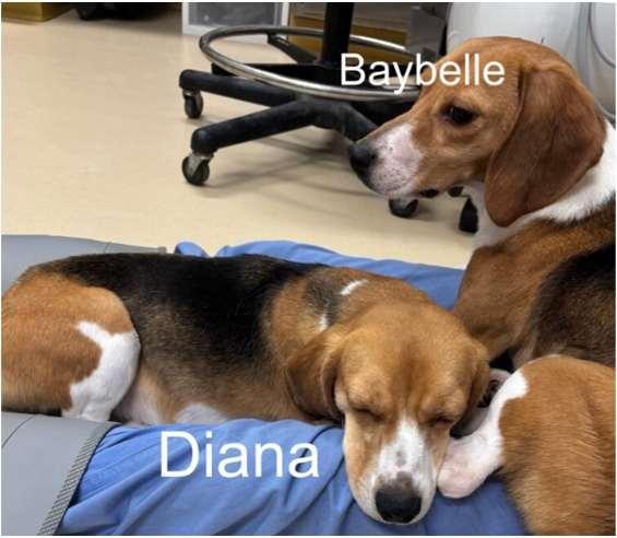 Baybelle, ADOPTABLE, Young Female Beagle.