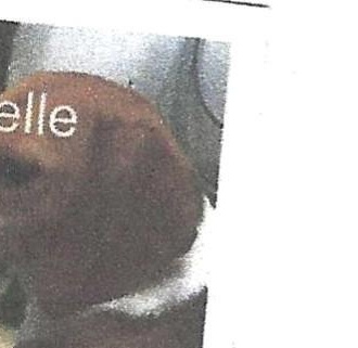 Enlarge Baybelle, a ADOPTABLE Beagle in O'Fallon, MO image 2/2