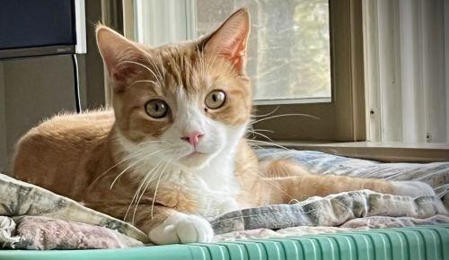 Enlarge Alvin, a ADOPTABLE mixed breed in Lenhartsville, PA image 5/6