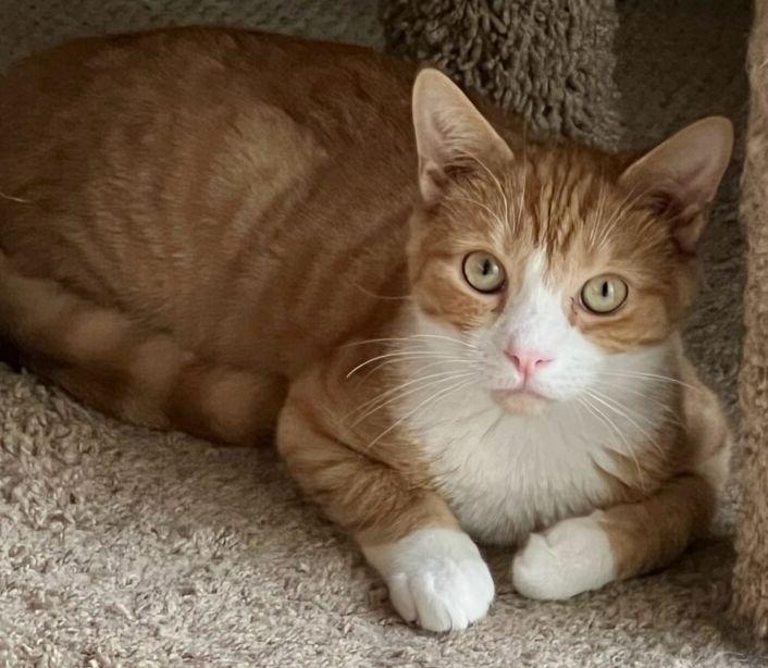 Enlarge Alvin, a ADOPTABLE mixed breed in Lenhartsville, PA image 1/6