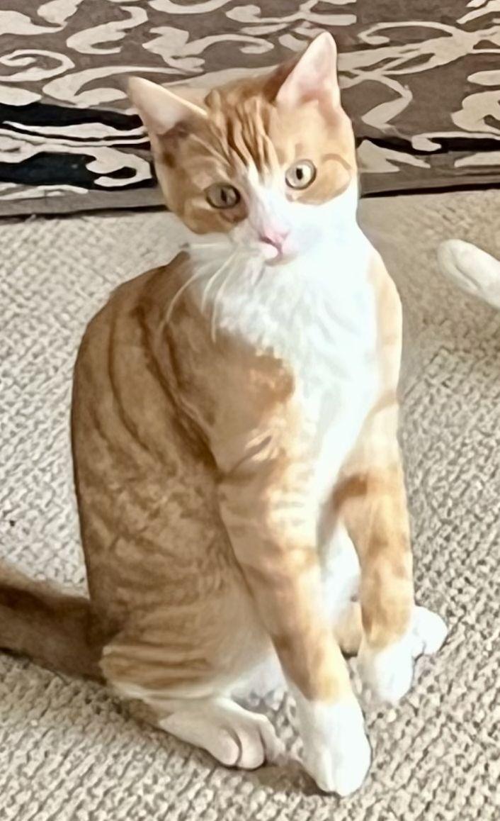 Enlarge Alvin, a ADOPTABLE mixed breed in Lenhartsville, PA image 4/6