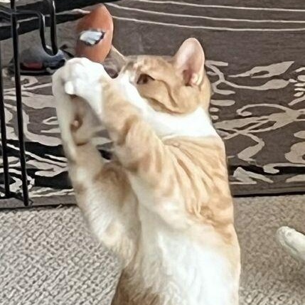 Enlarge Alvin, a ADOPTABLE mixed breed in Lenhartsville, PA image 3/6