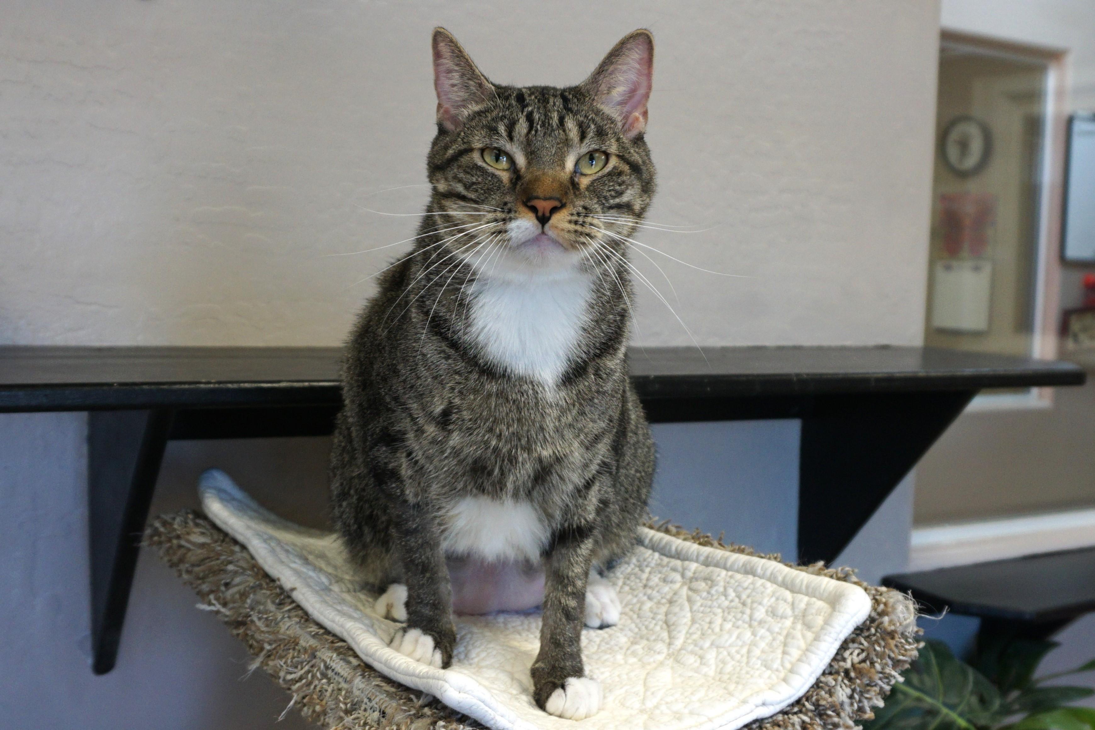 Gabriel Maverick, a Adoptable Domestic Short Hair in Fountain Hills, AZ image 4/5