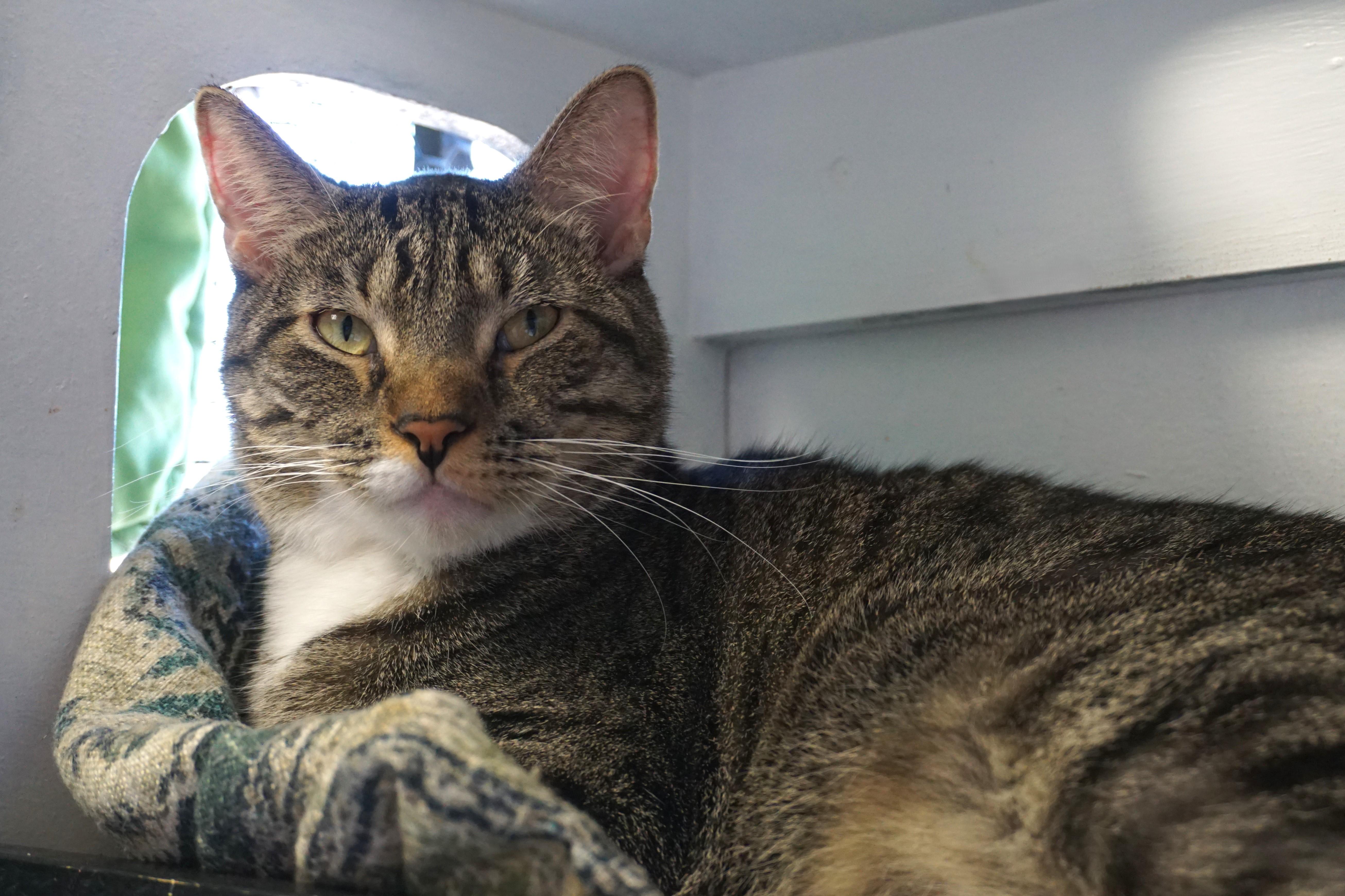 Gabriel Maverick, a Adoptable Domestic Short Hair in Fountain Hills, AZ image 5/5