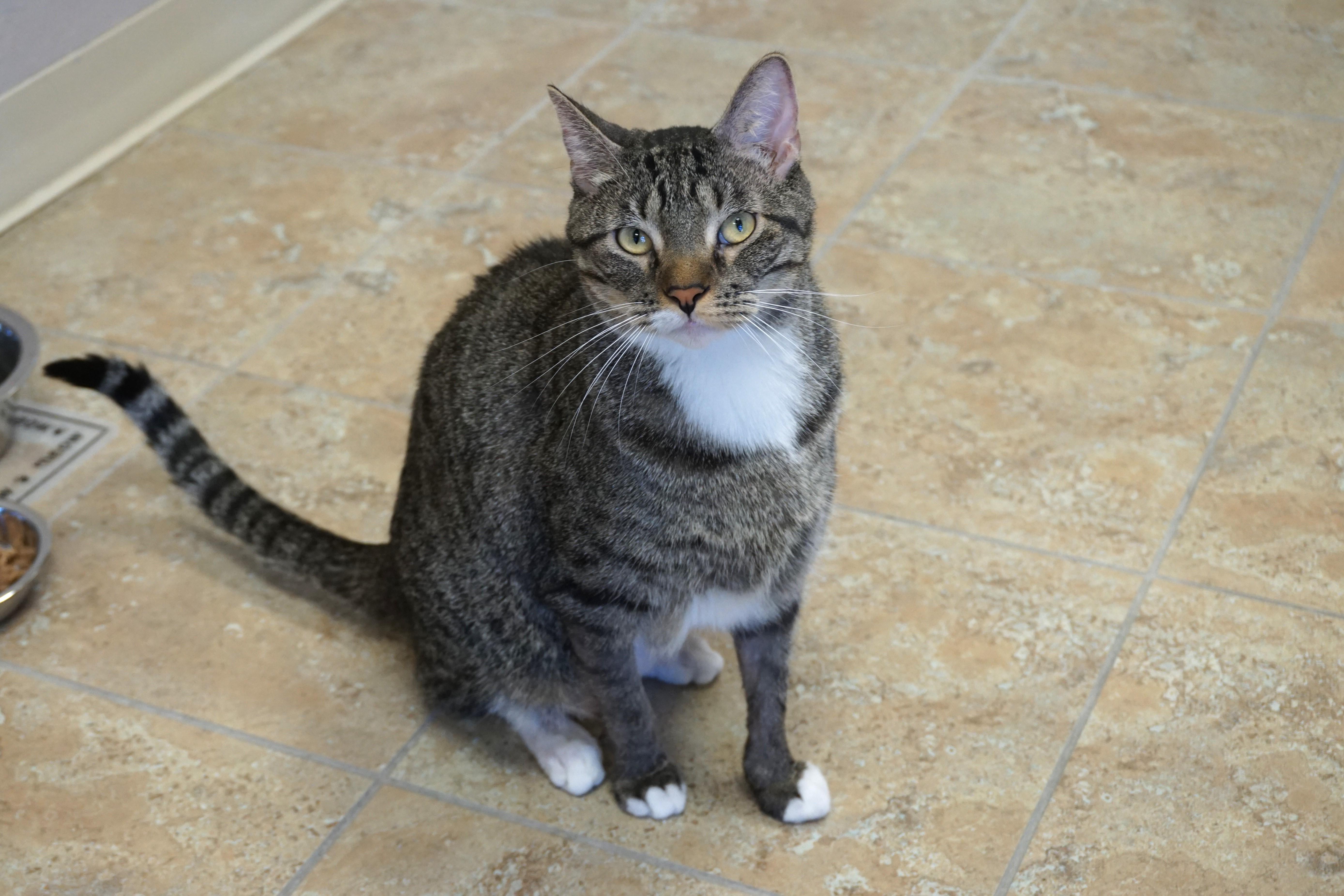 Gabriel Maverick, a Adoptable Domestic Short Hair in Fountain Hills, AZ image 2/5