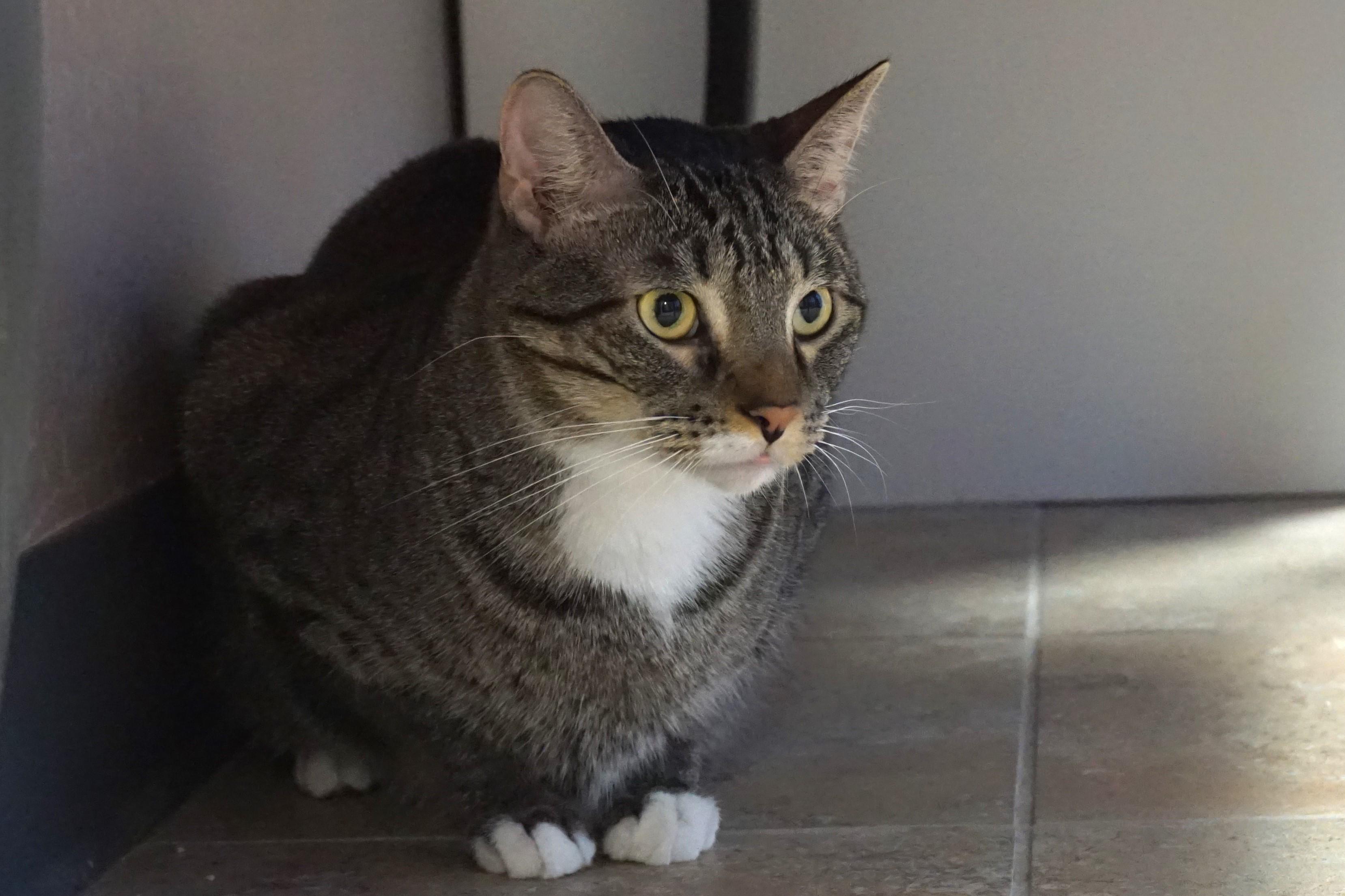 Gabriel Maverick, a Adoptable Domestic Short Hair in Fountain Hills, AZ image 3/5