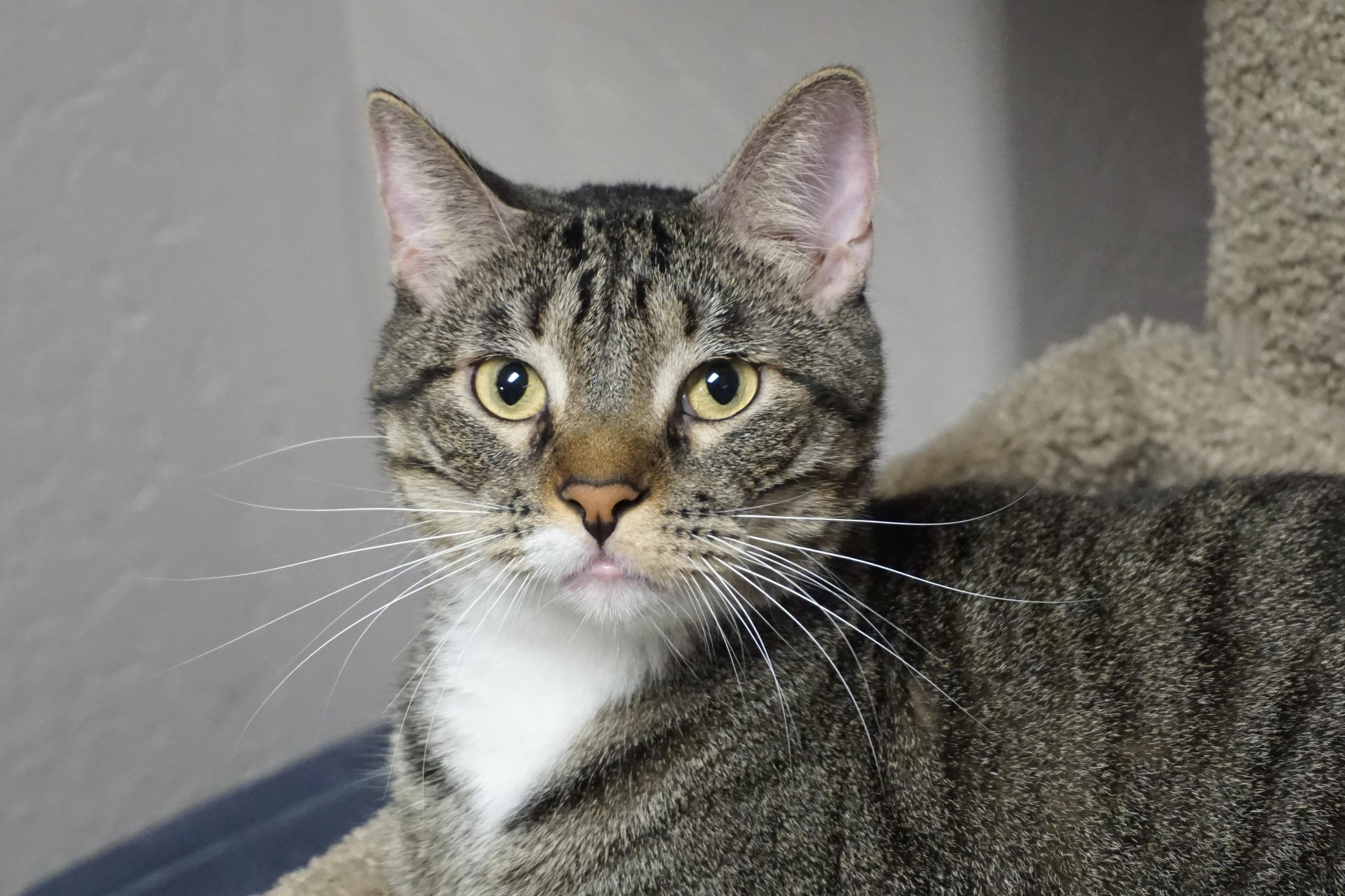 Gabriel Maverick, Adoptable, Adult Male Domestic Short Hair.