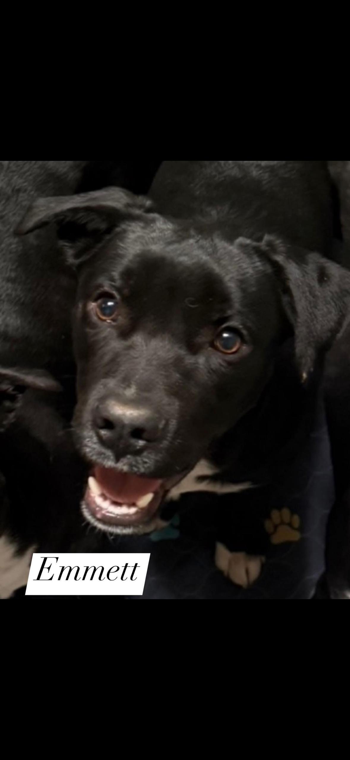 Emmett, adopted, Young Female Black Labrador Retriever & Mixed Breed.