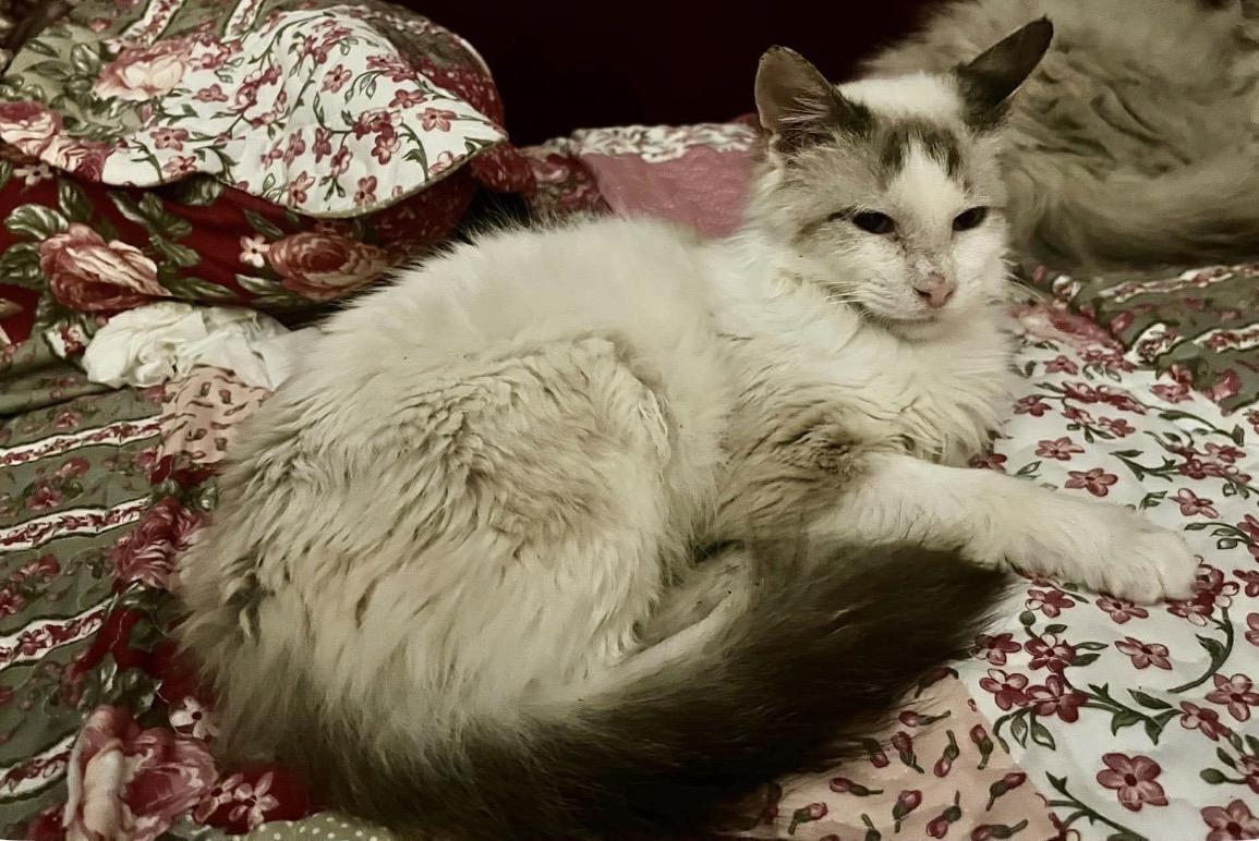 Jim, Adoptable, Senior Male Ragdoll.
