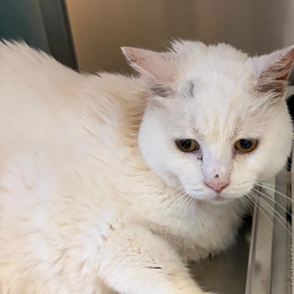 Snowball, Adoptable, Senior Female Domestic Short Hair.