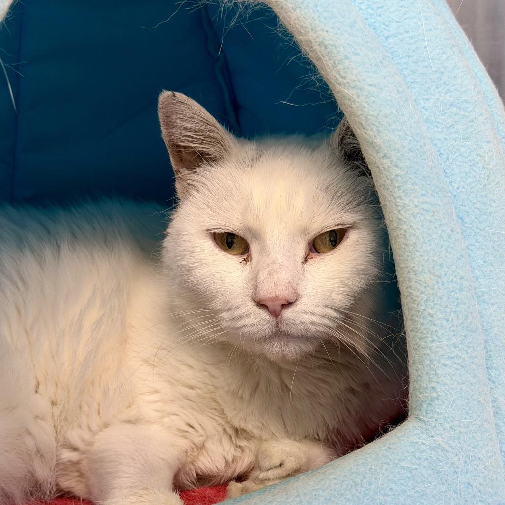 Enlarge Snowball, a Adoptable Domestic Short Hair in Scituate, MA image 2/4