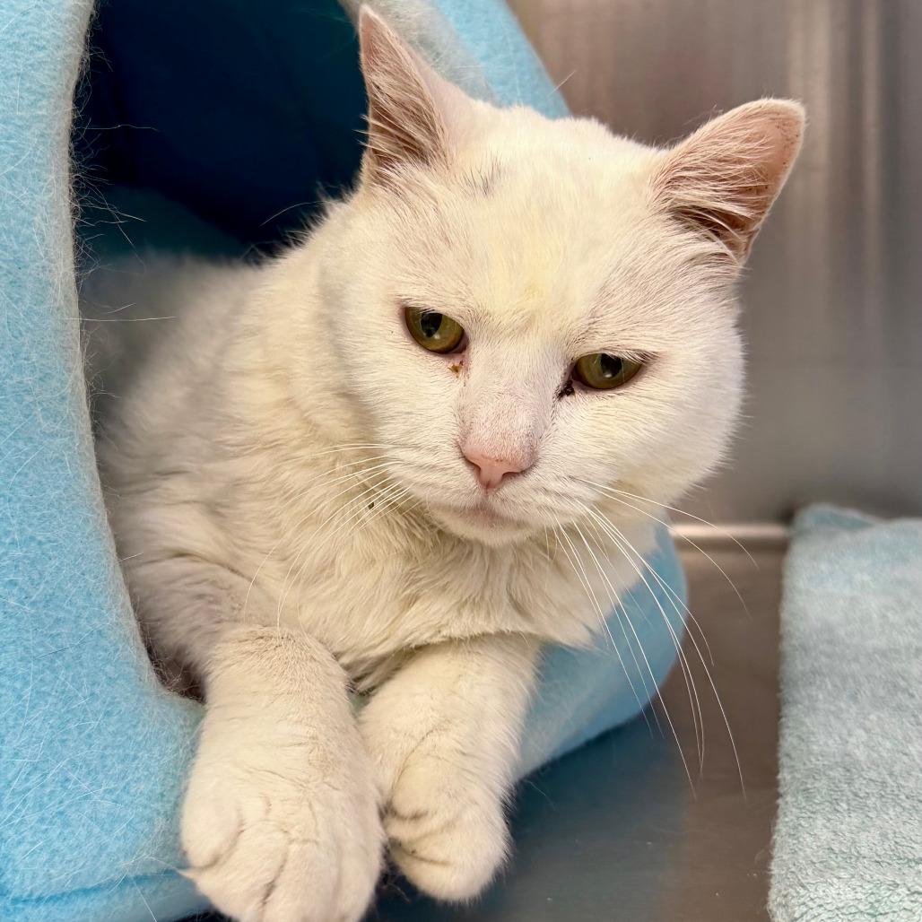 Enlarge Snowball, a Adoptable Domestic Short Hair in Scituate, MA image 3/4
