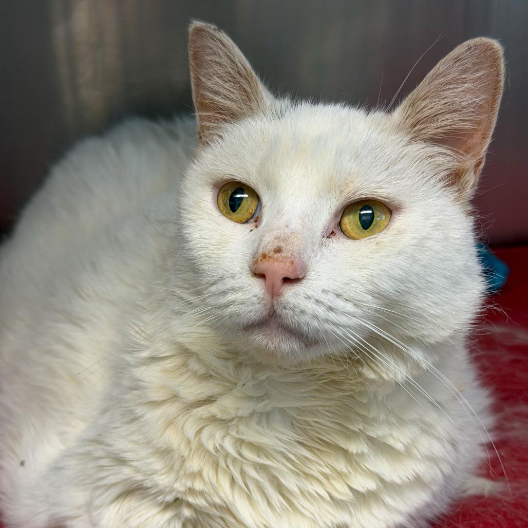 Enlarge Snowball, a Adoptable Domestic Short Hair in Scituate, MA image 4/4
