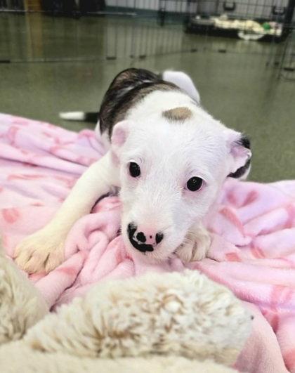 Adventureful, Adoptable, Young Female Terrier.