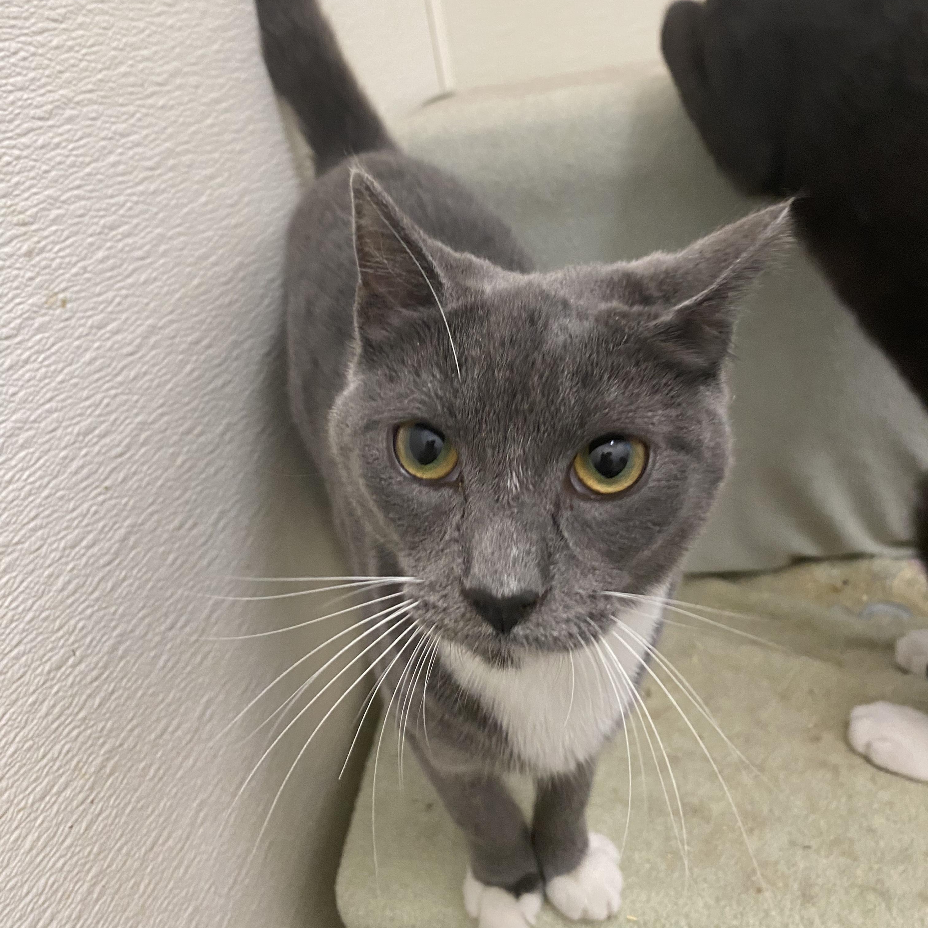 Pinochle, Adoptable, Young Female Domestic Short Hair.