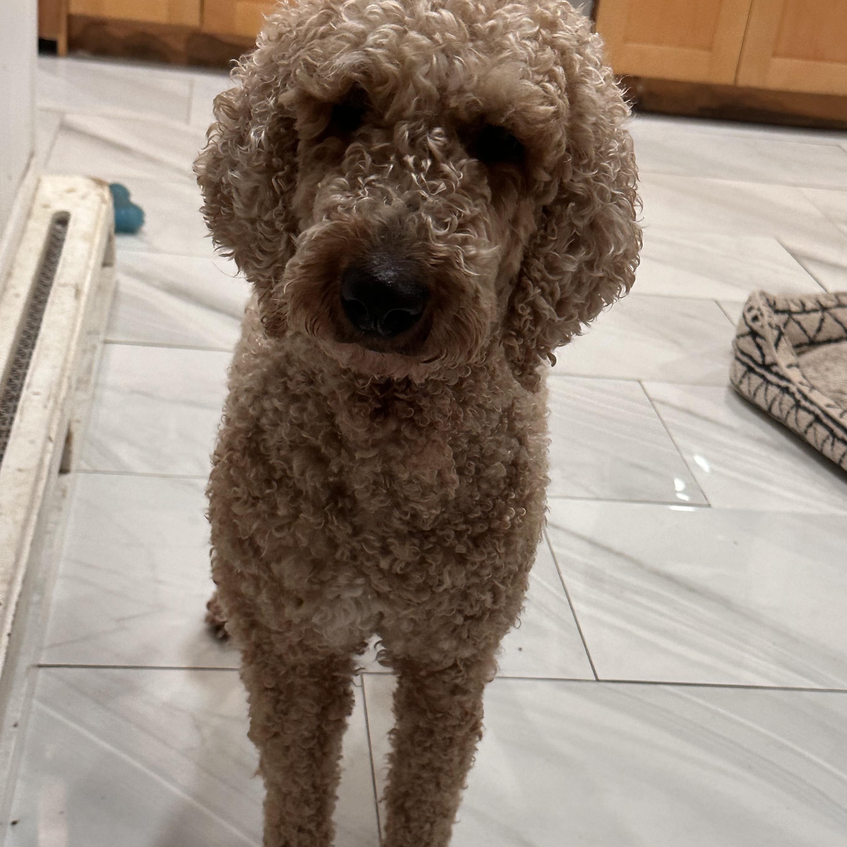 Mocha - Adopted | Petfinder