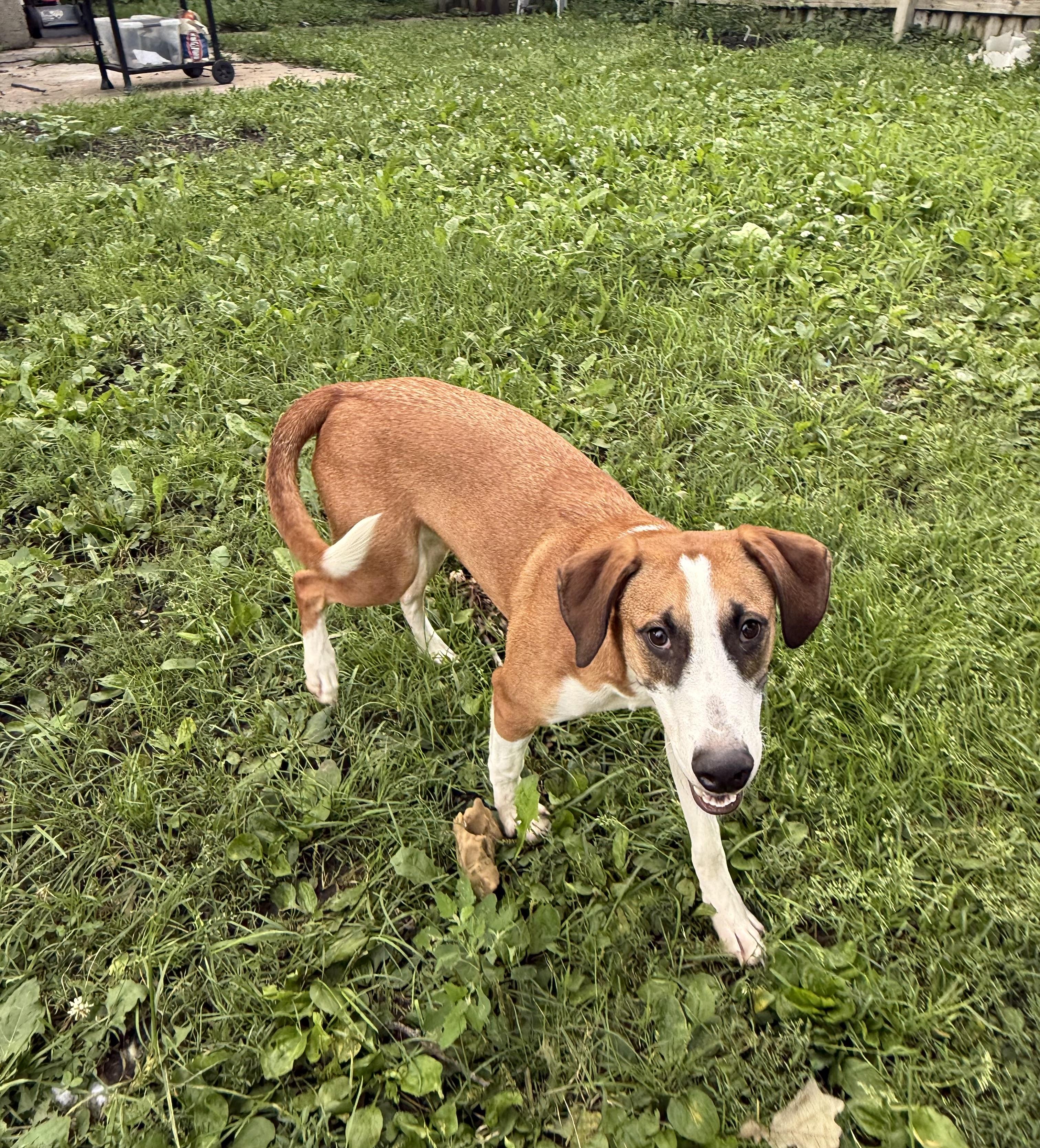 Derby Cake, a Adoptable mixed breed in Zimmerman, MN image 3/5