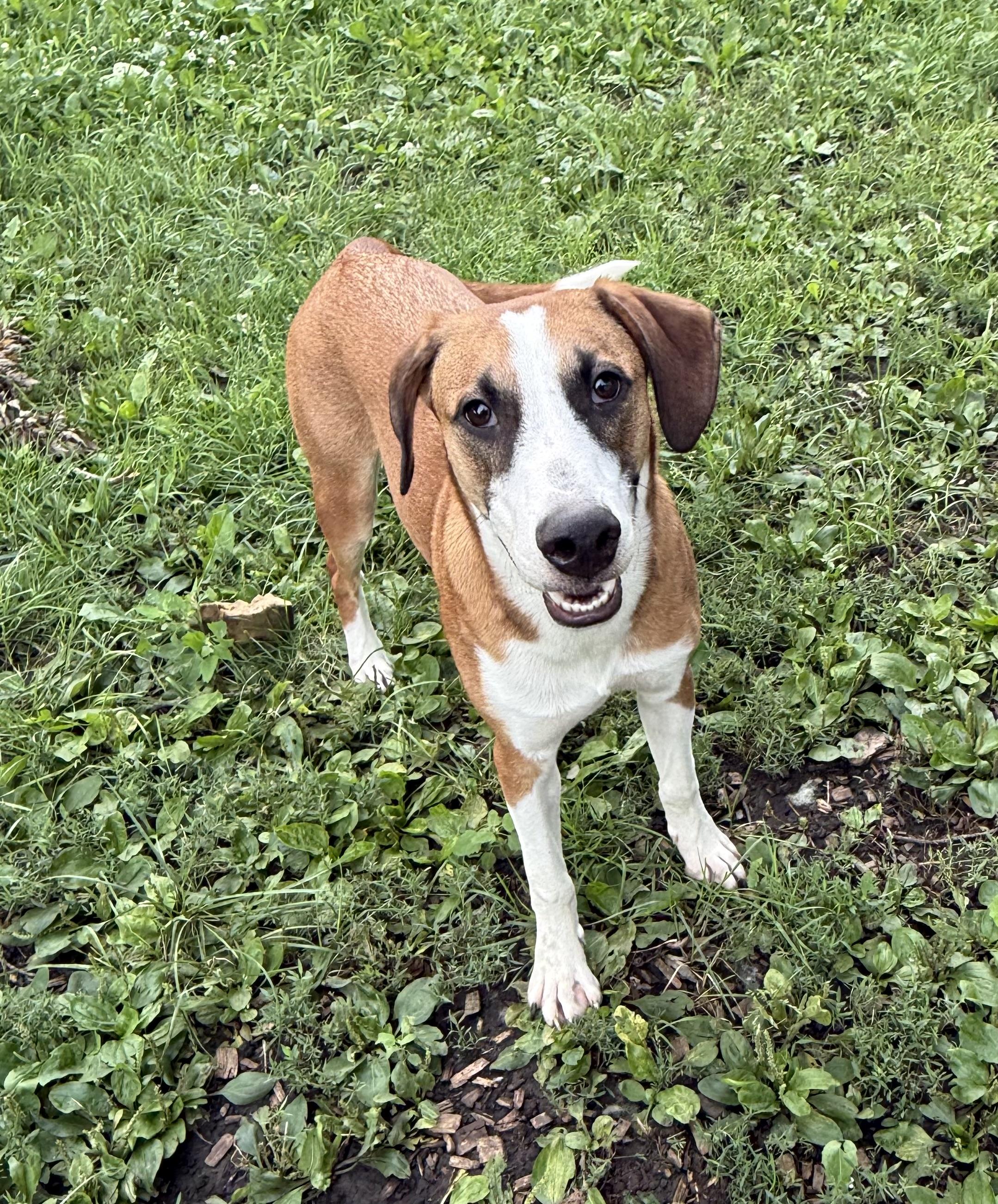 Derby Cake, an adoptable Hound, Collie in Zimmerman, MN, 55398 | Photo Image 2
