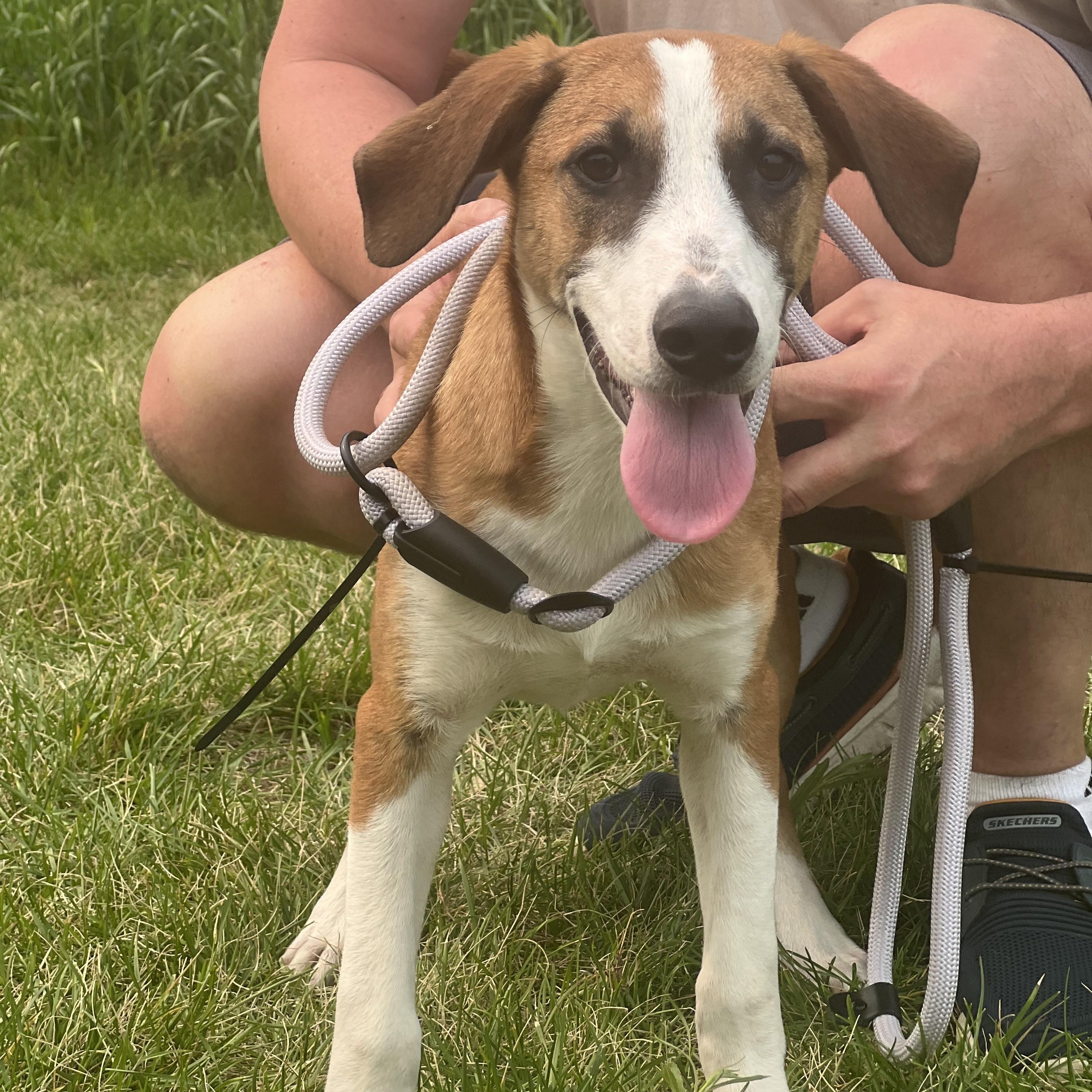 Derby Cake, a Adoptable mixed breed in Zimmerman, MN image 4/5
