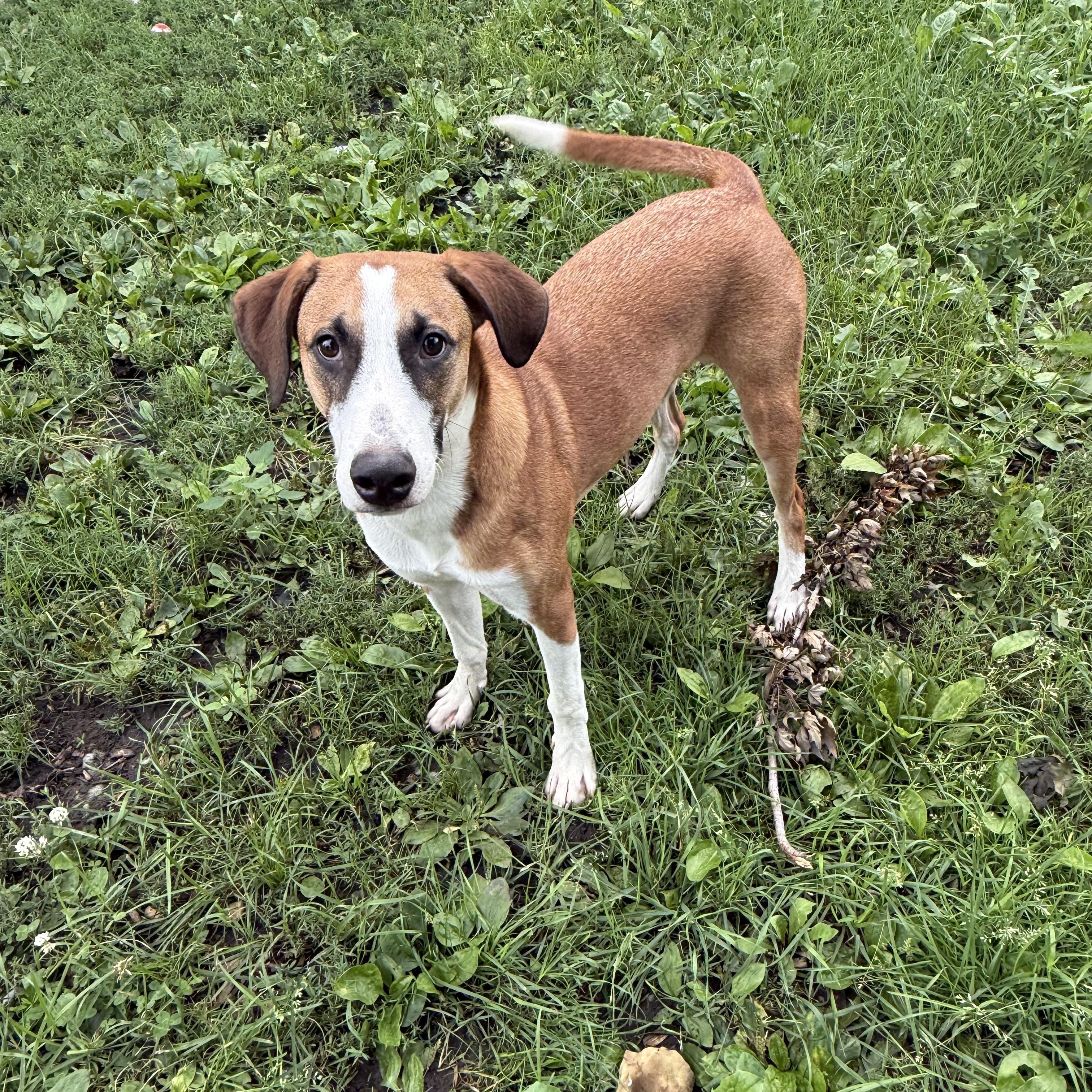 Derby Cake, an adoptable Hound, Collie in Zimmerman, MN, 55398 | Photo Image 1