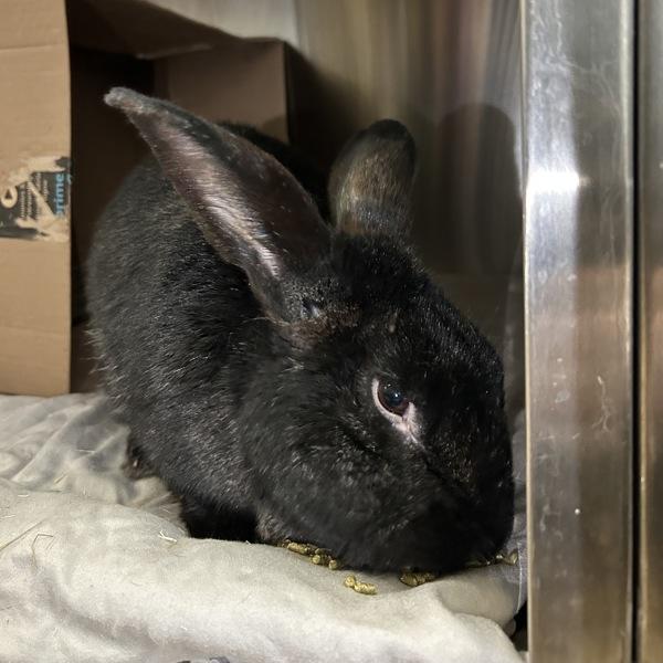 Thyme, Adoptable, Adult Male Bunny Rabbit.