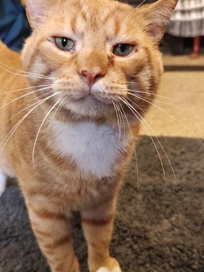 Cupid — thumbnail 2