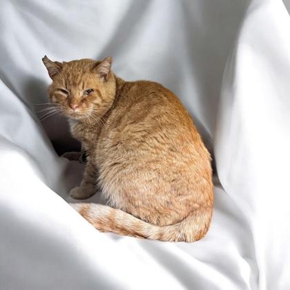 Cupid — thumbnail 3