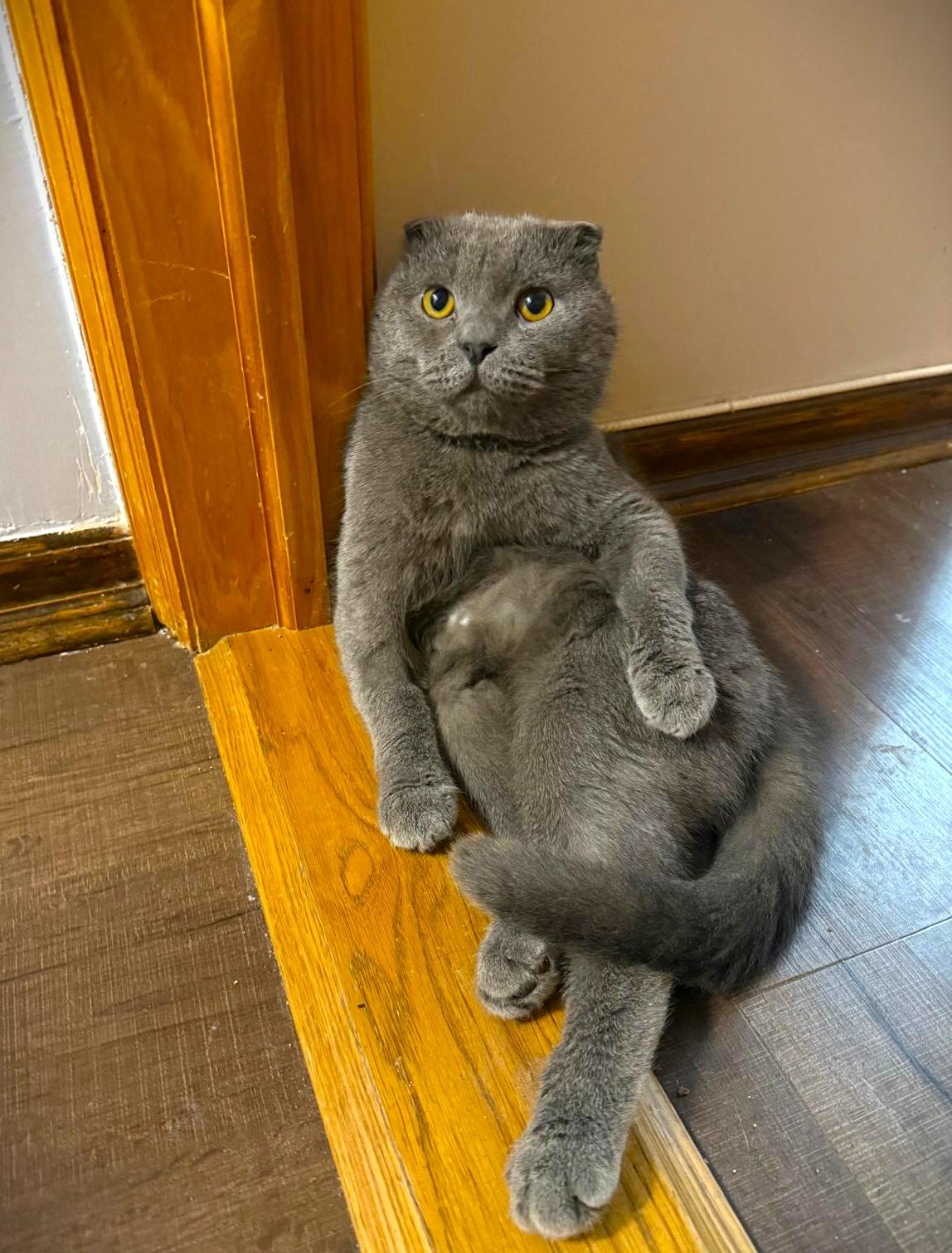 Enlarge Nemo, a Adopted Scottish Fold in Brooklyn, NY image 1/1