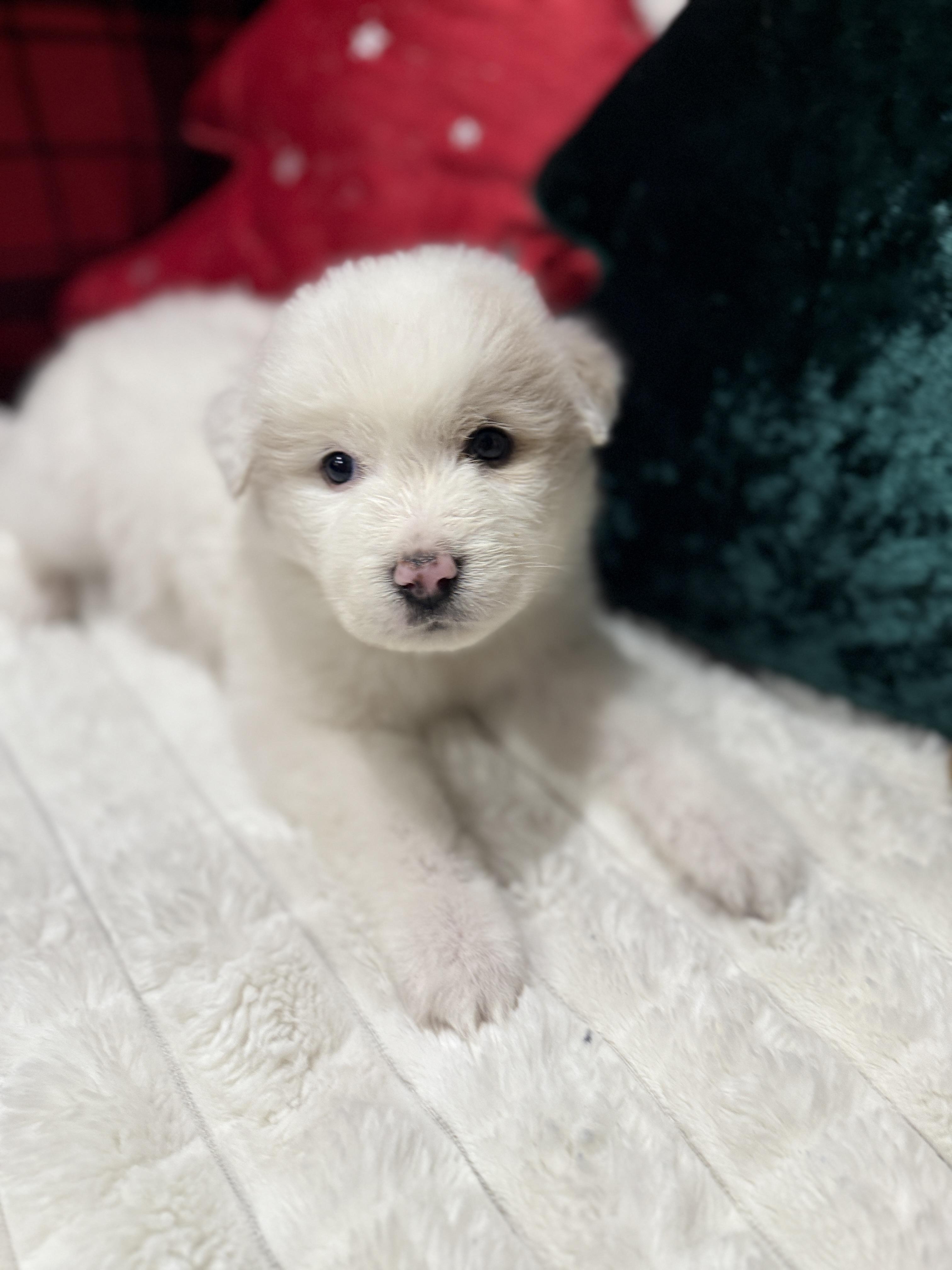 Robbie, a ADOPTABLE mixed breed in Hales corners, WI image 1/3