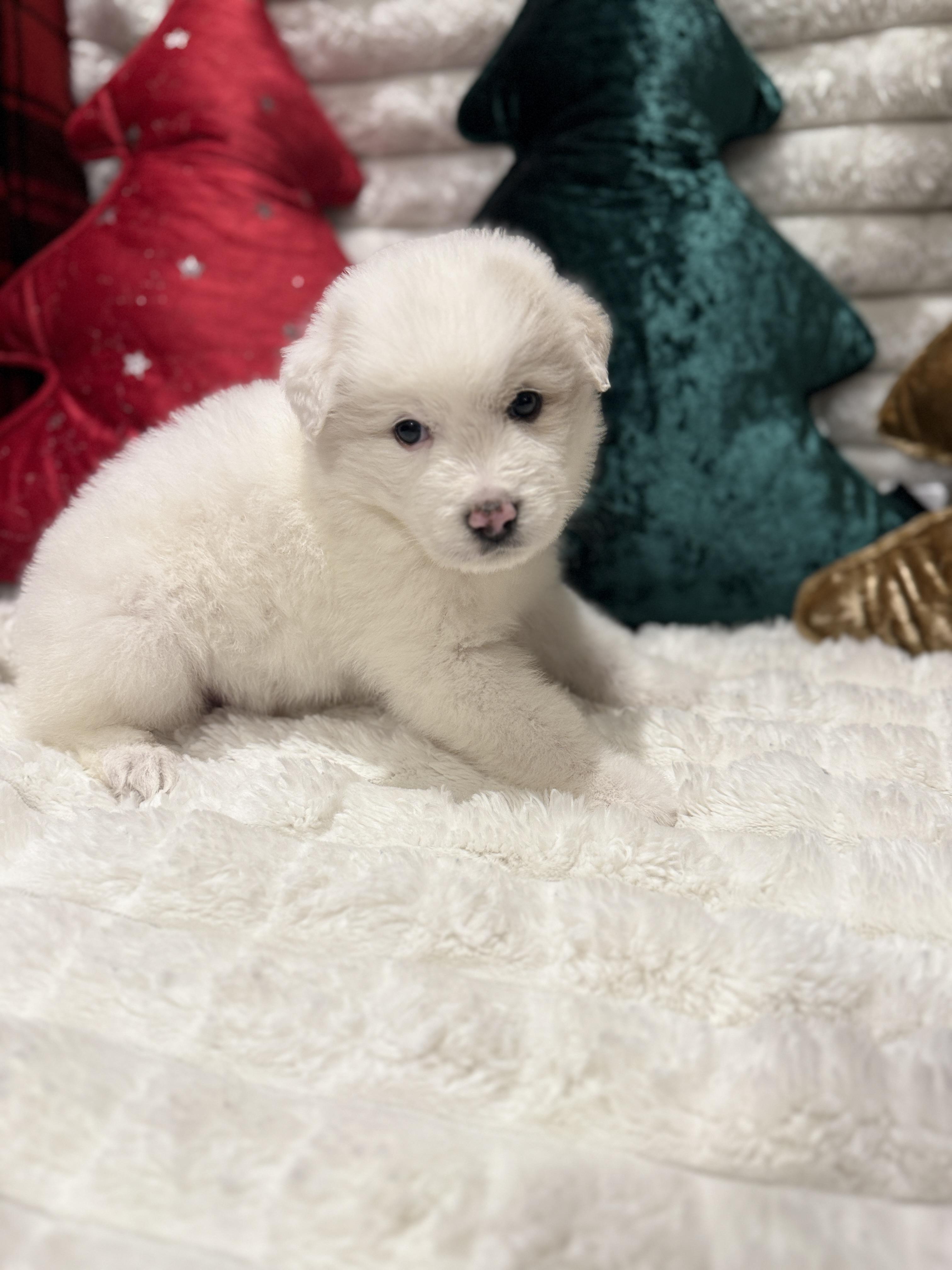 Robbie, a ADOPTABLE mixed breed in Hales corners, WI image 2/3