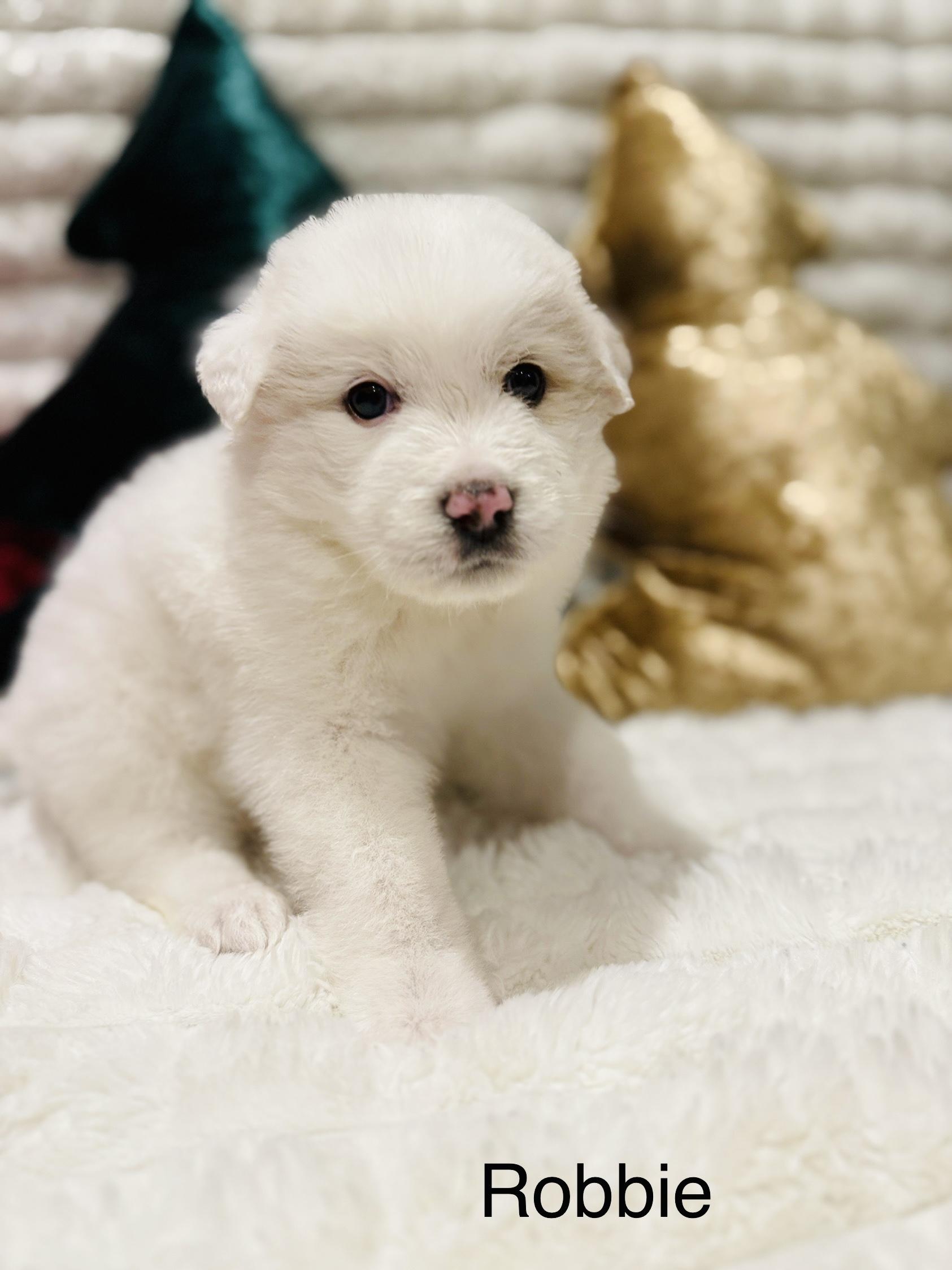 Robbie, a ADOPTABLE mixed breed in Hales corners, WI image 3/3