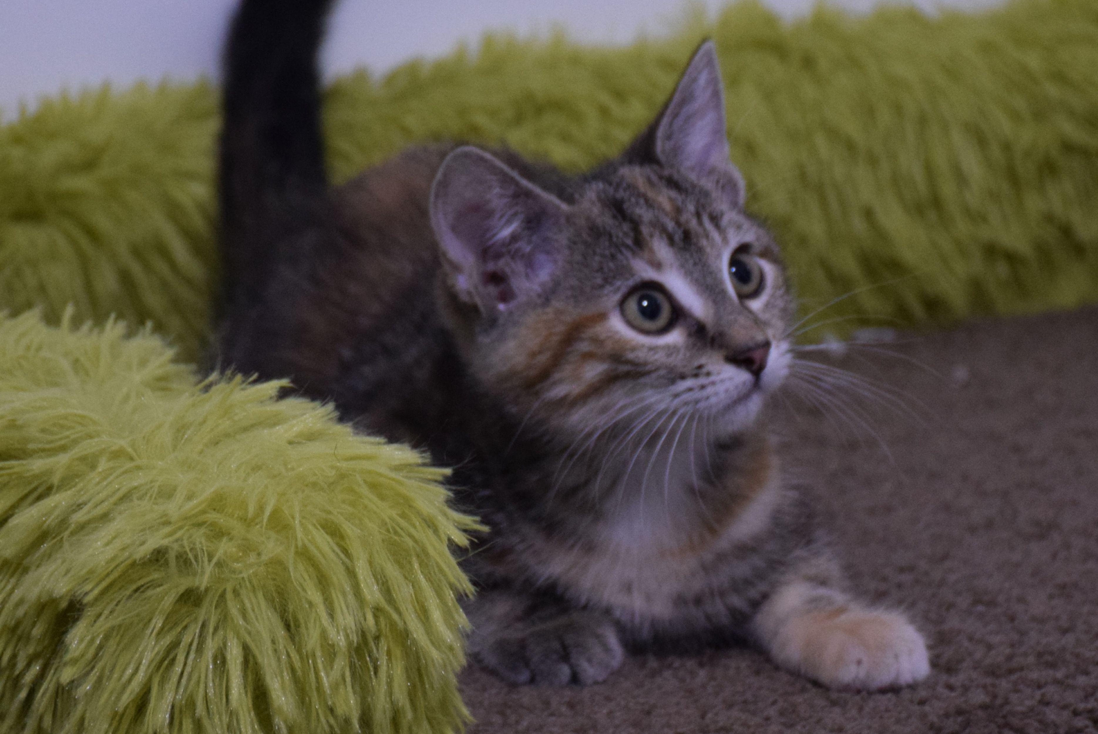 Dolly, Adopted, Young Female Tabby.