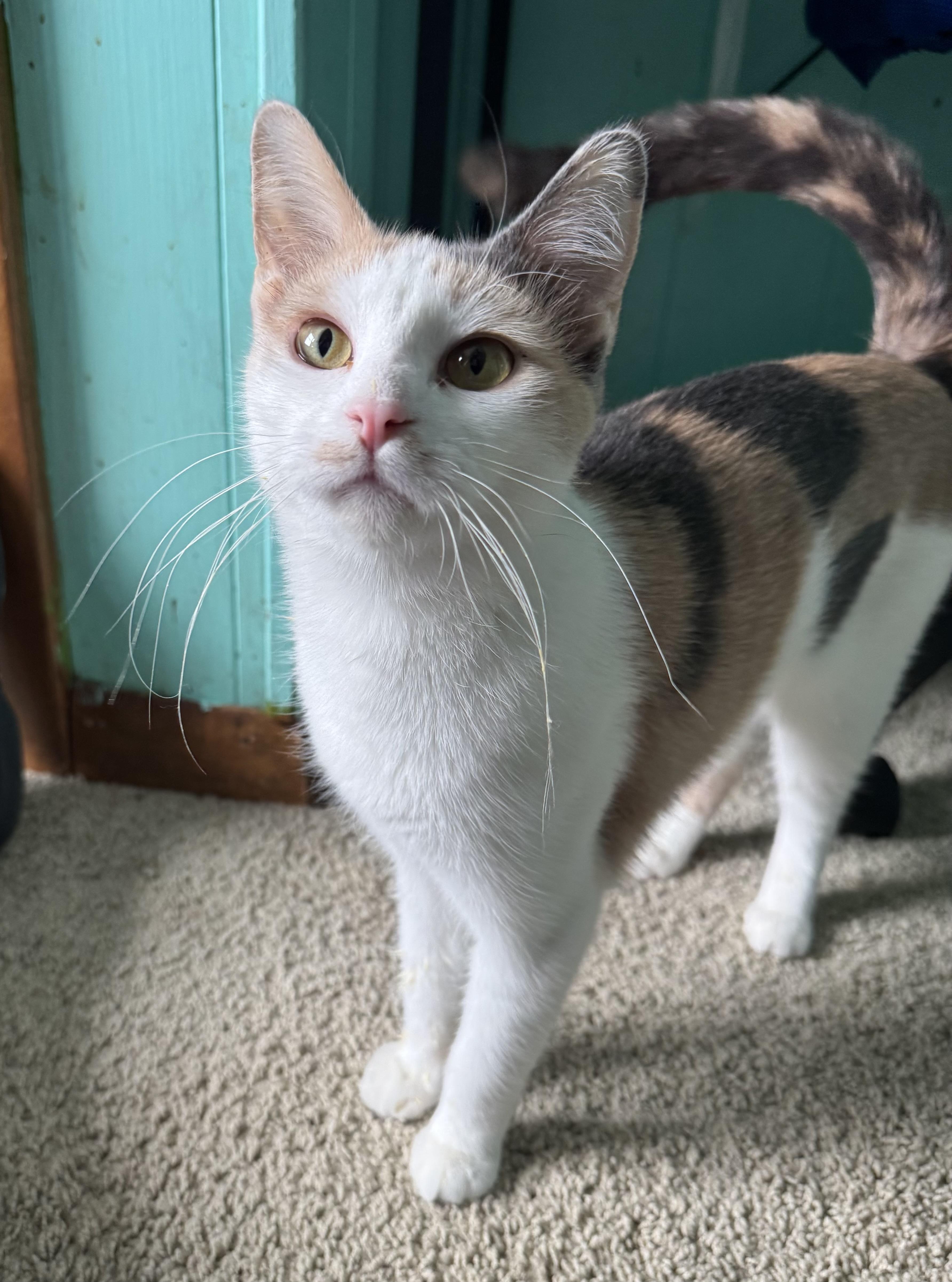 Terri, ADOPTABLE, Adult Female Domestic Short Hair.