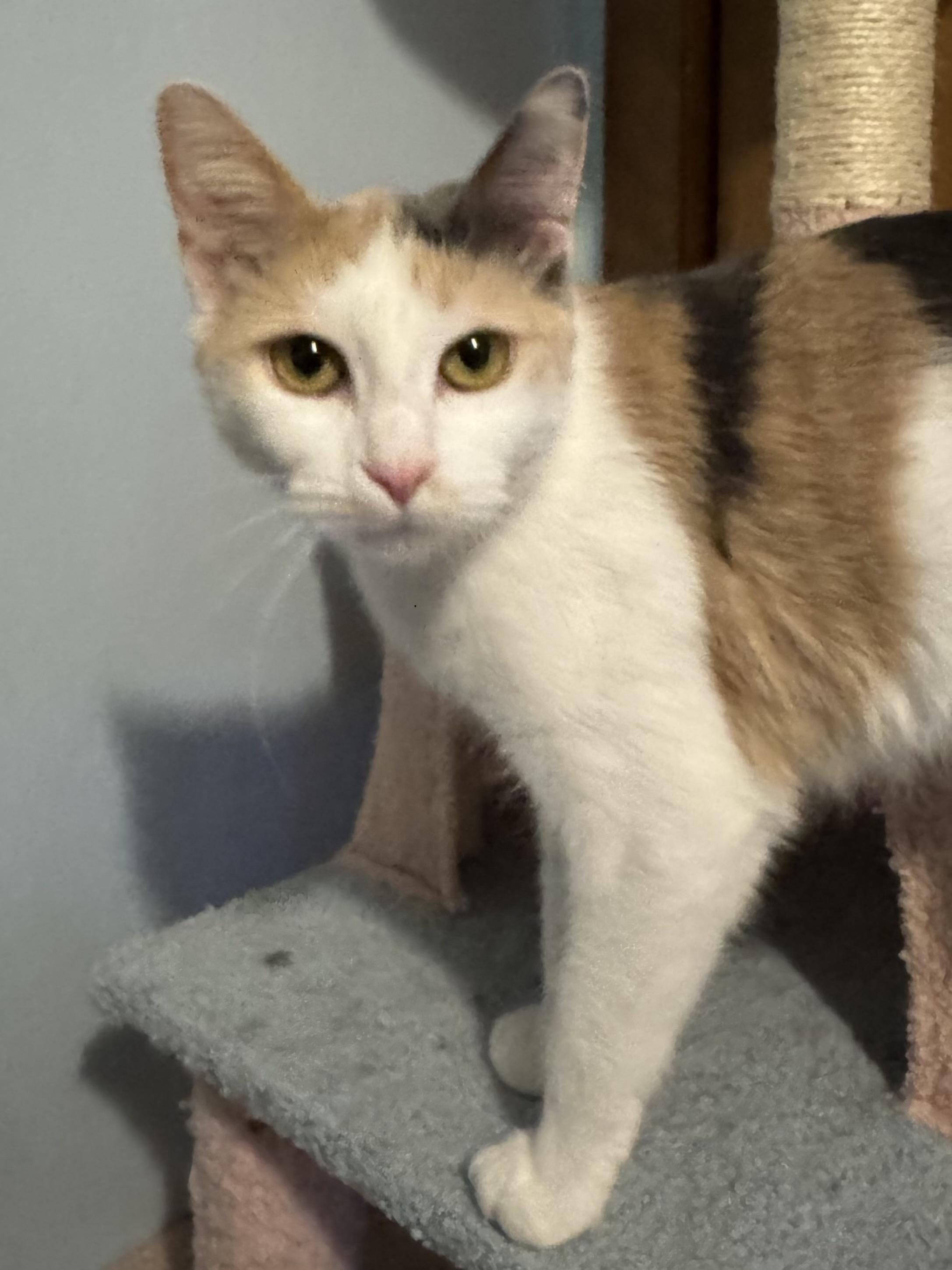 Enlarge Terri, a ADOPTABLE Domestic Short Hair in Faribault , MN image 2/2