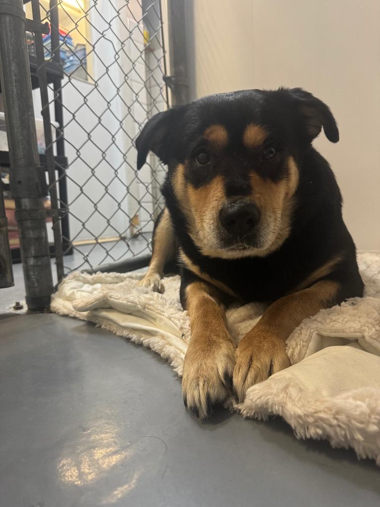 Enlarge Mama Hazel, a Adoptable mixed breed in Winnipeg, MB image 3/3