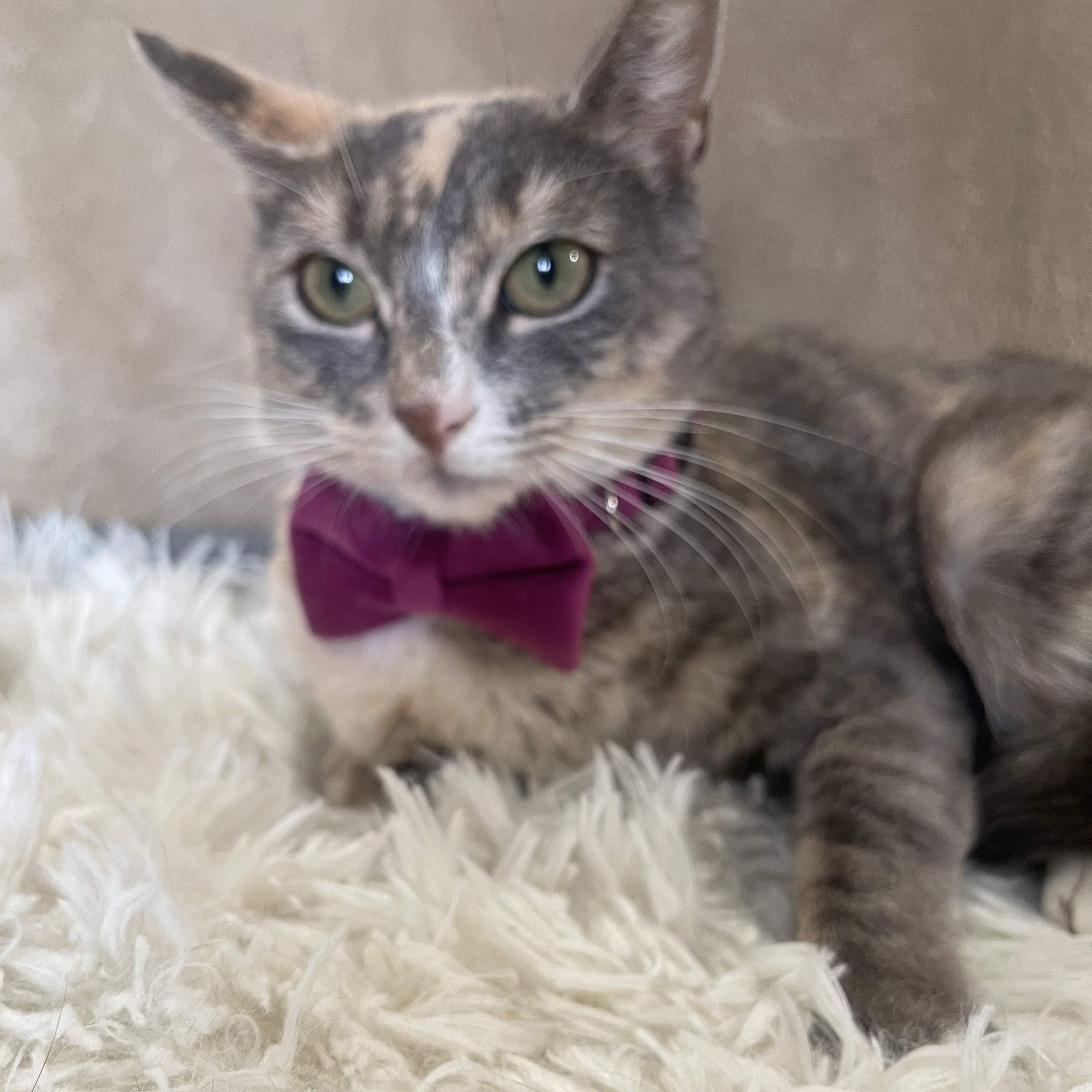 Miss Carrot, ADOPTABLE, Young Female Dilute Calico & Calico.