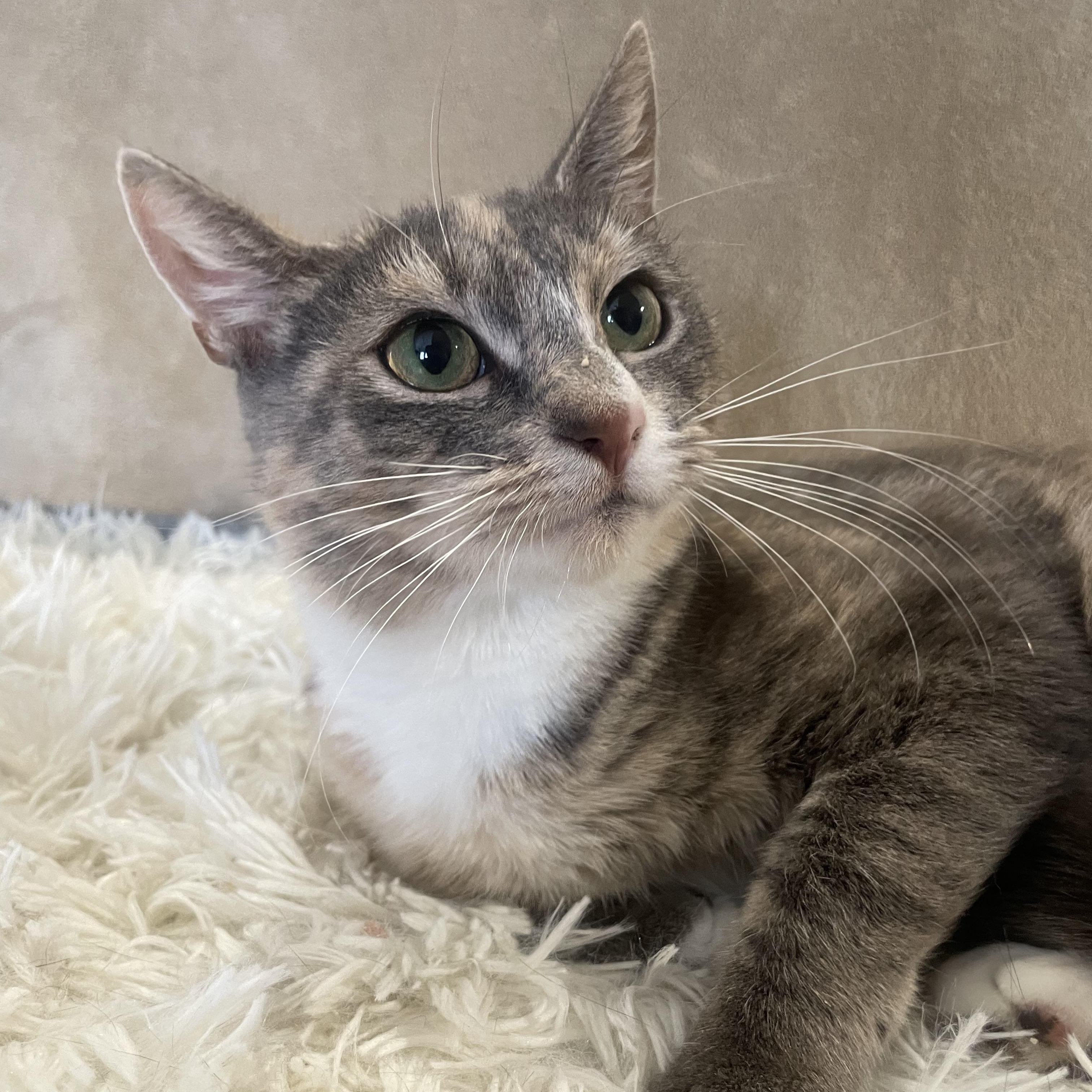 Miss Carrot thumbnail 2