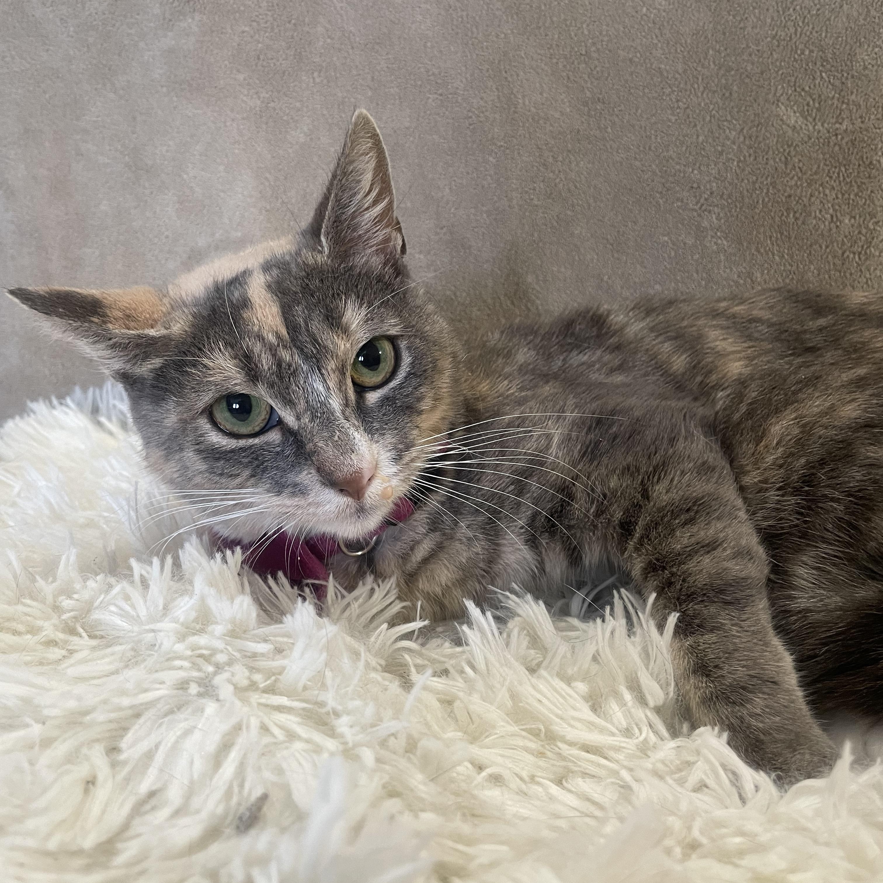 Miss Carrot thumbnail 3