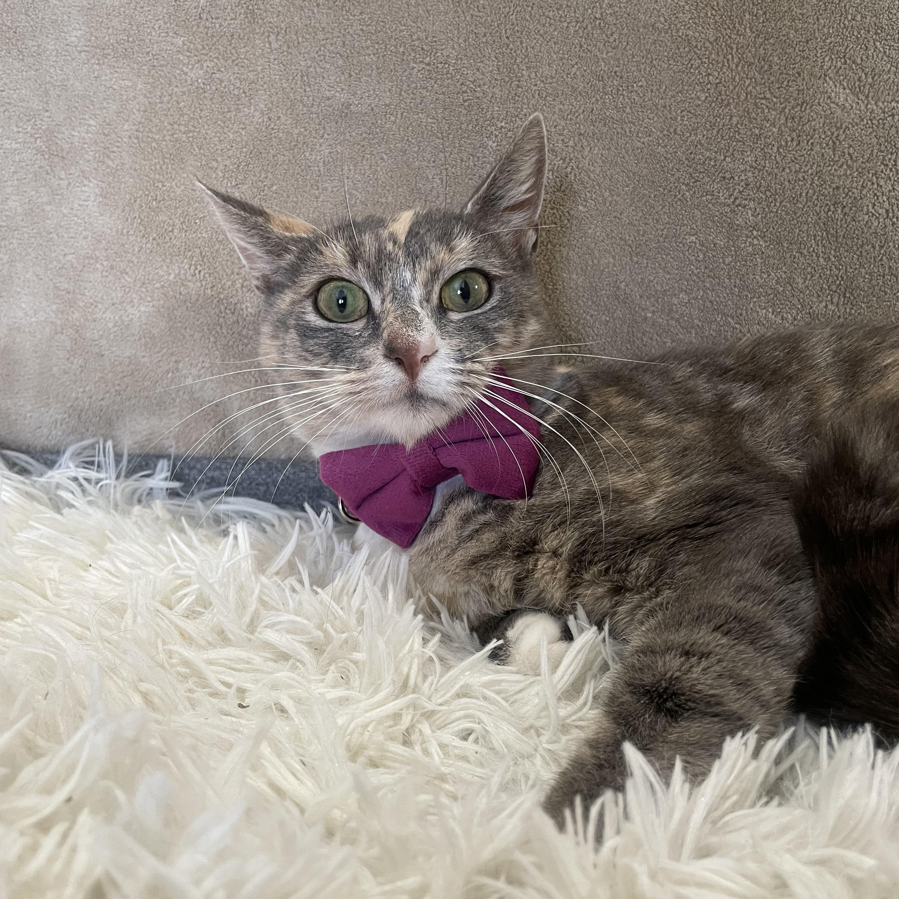 Enlarge Miss Carrot, a ADOPTABLE mixed breed in Bayside, NY image 2/5