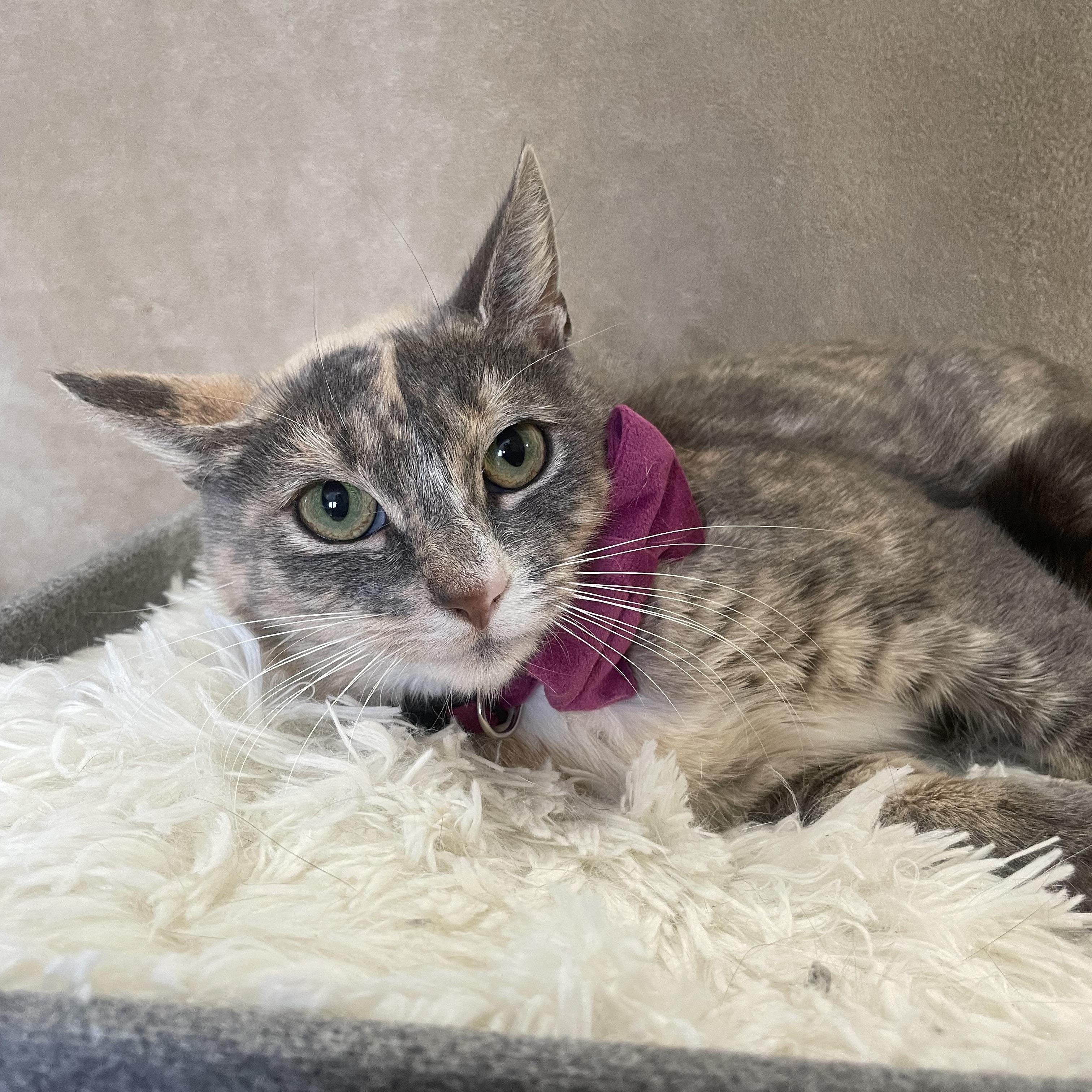 Enlarge Miss Carrot, a ADOPTABLE mixed breed in Bayside, NY image 4/5