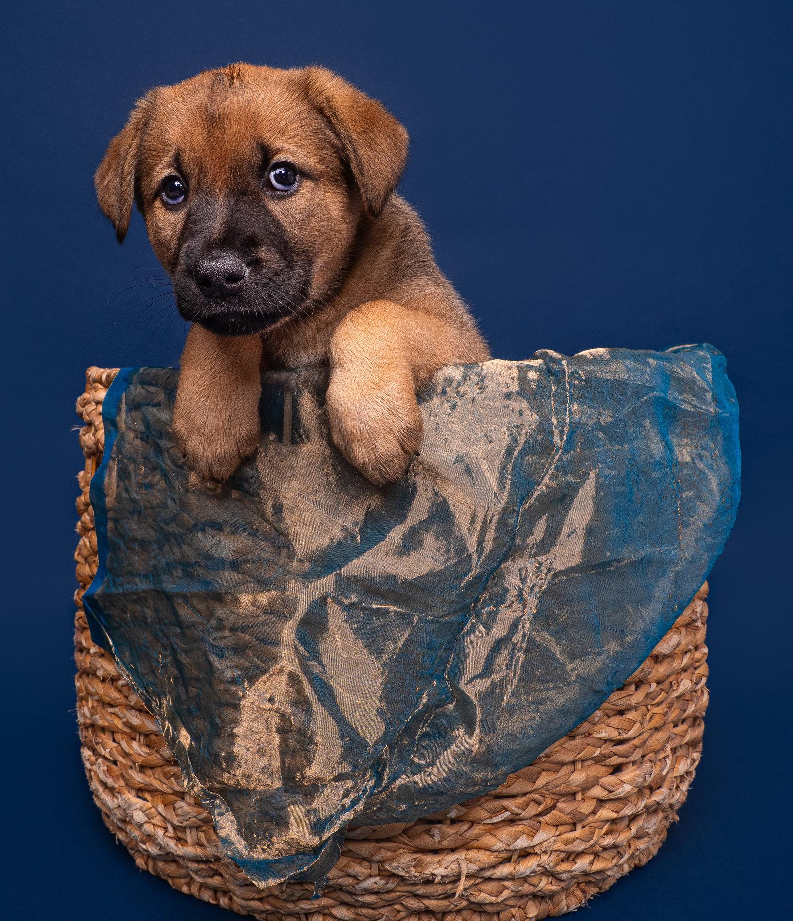 Myth: Yeti, Adoptable, Puppy Female Mastiff & Wirehaired Pointing Griffon.