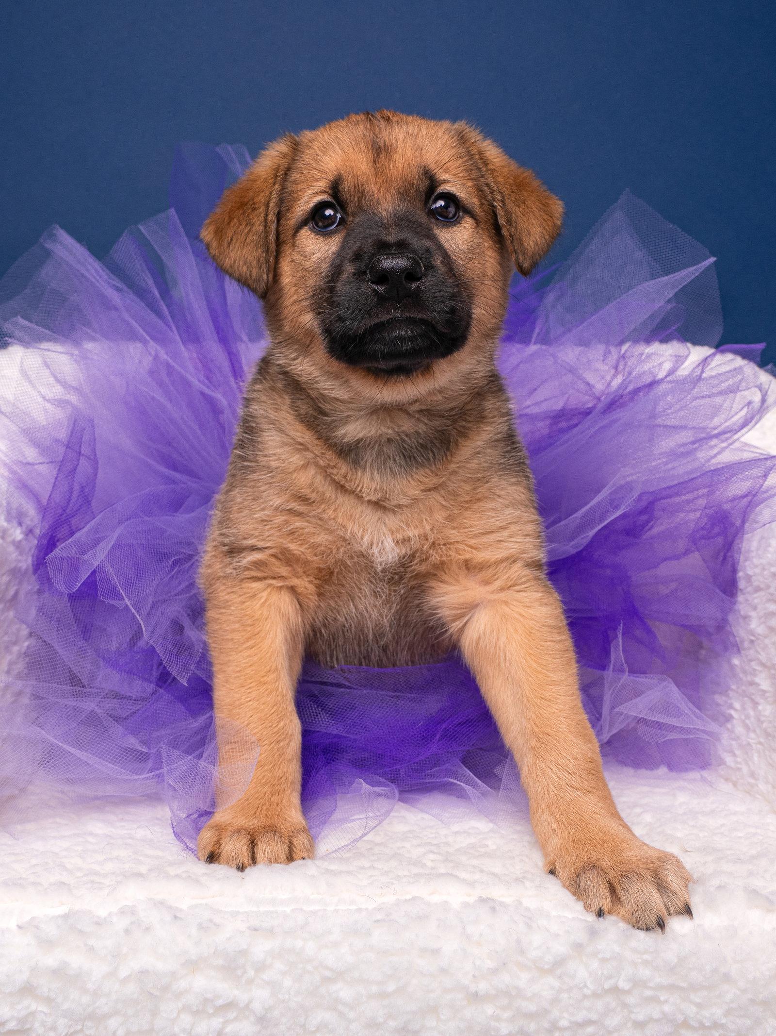 Myth: Yeti, a Adoptable mixed breed in Palo Alto, CA image 2/3