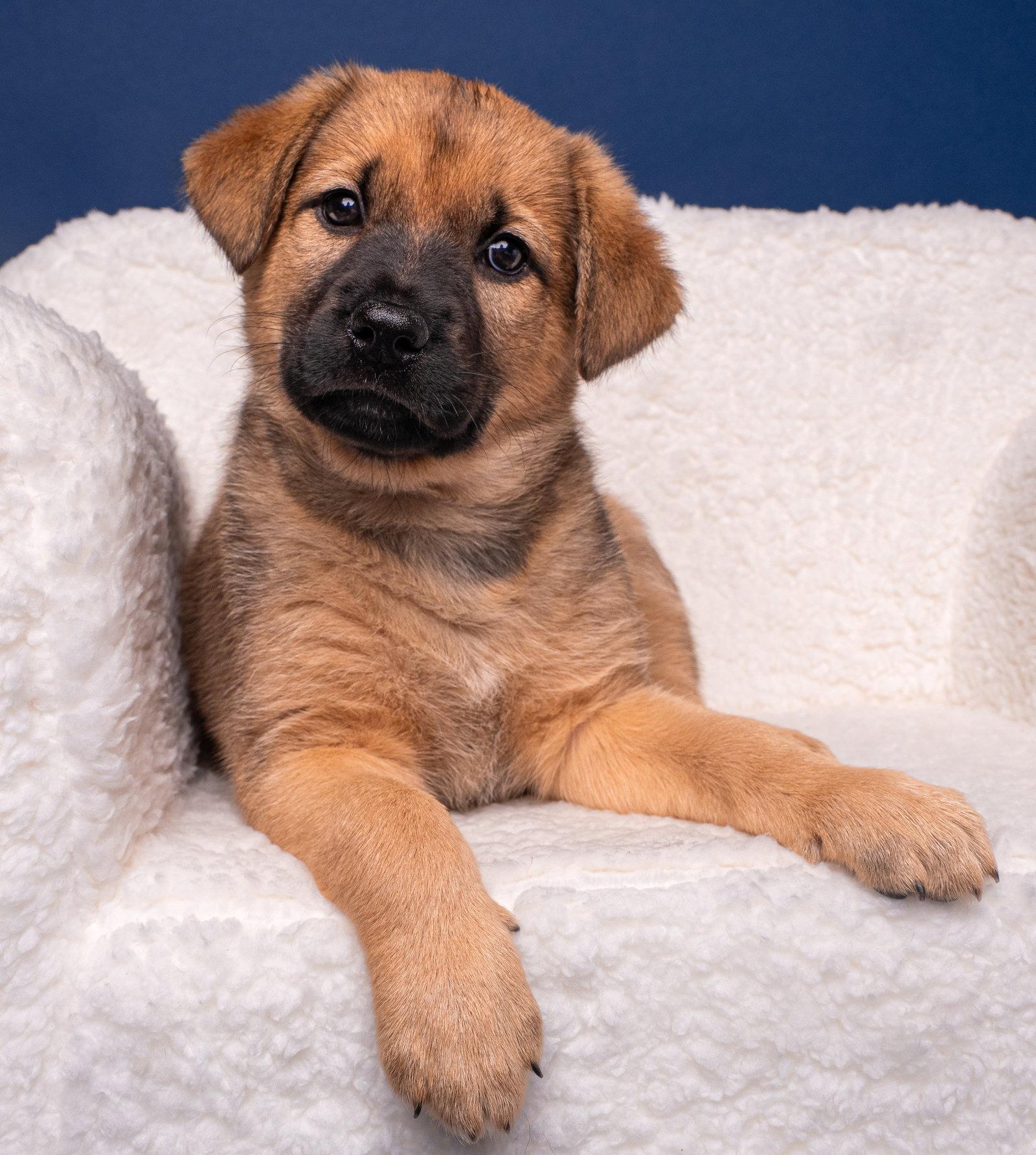 Myth: Yeti, a Adoptable mixed breed in Palo Alto, CA image 3/3
