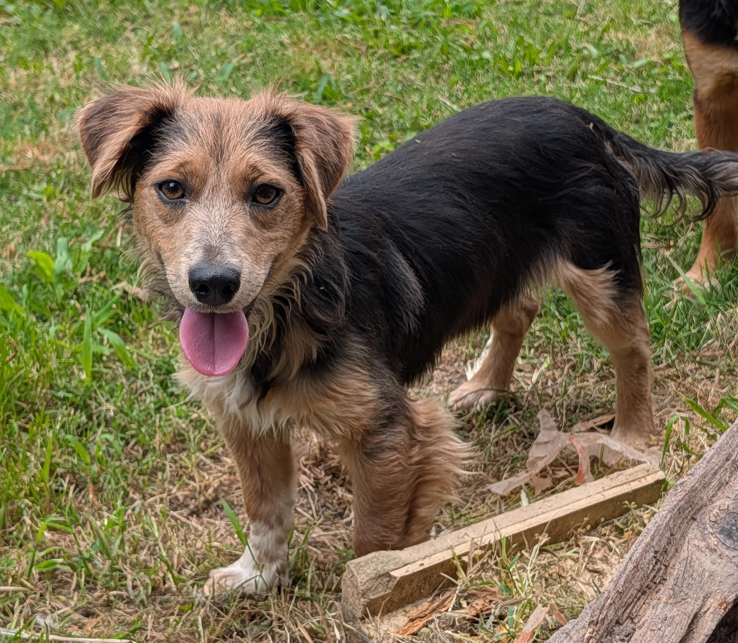 Enlarge Santos, an adopted mixed breed in Baton Rouge, LA image 3/3
