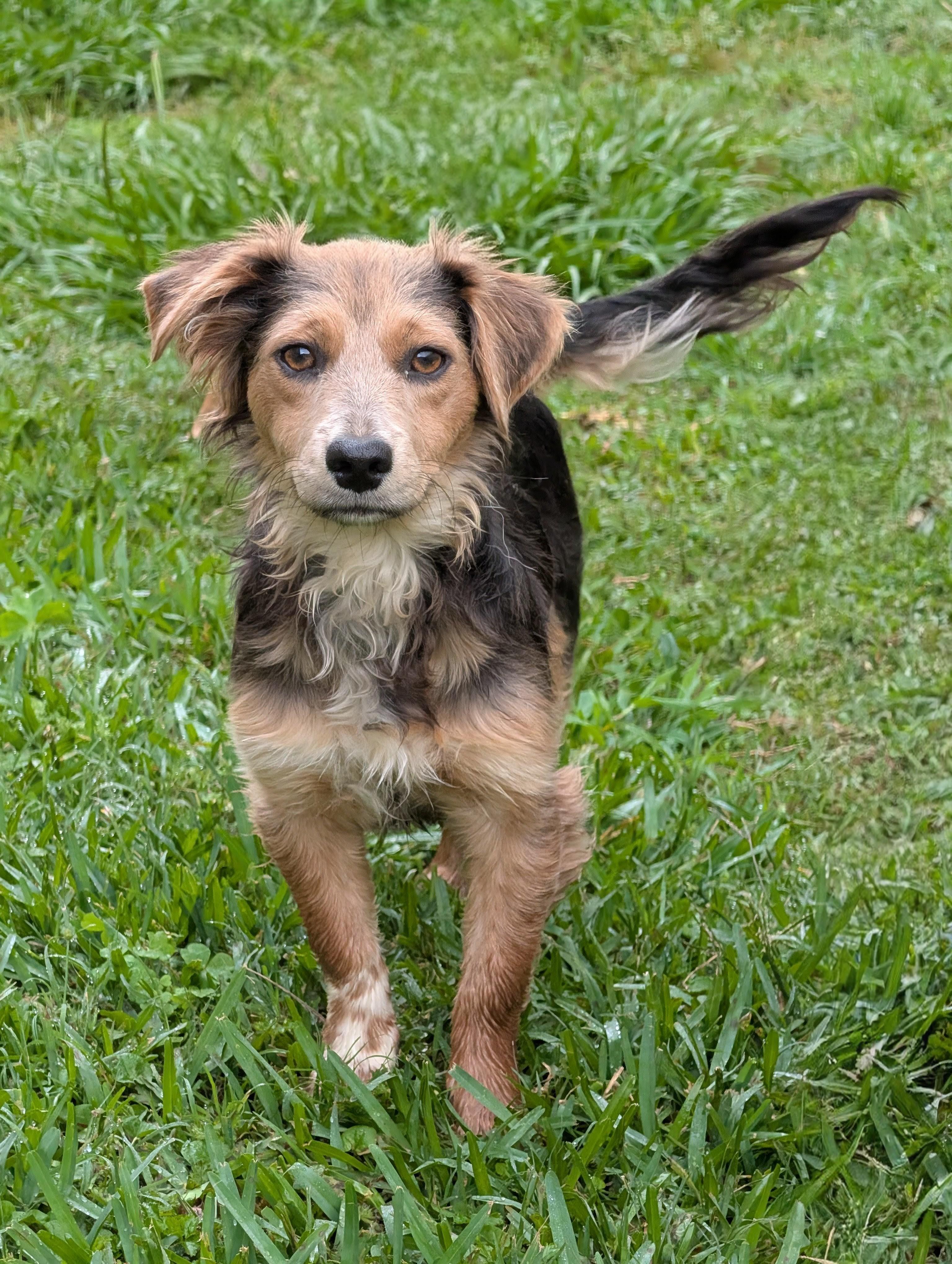 Santos, adopted, Young Male Australian Shepherd & Dachshund.